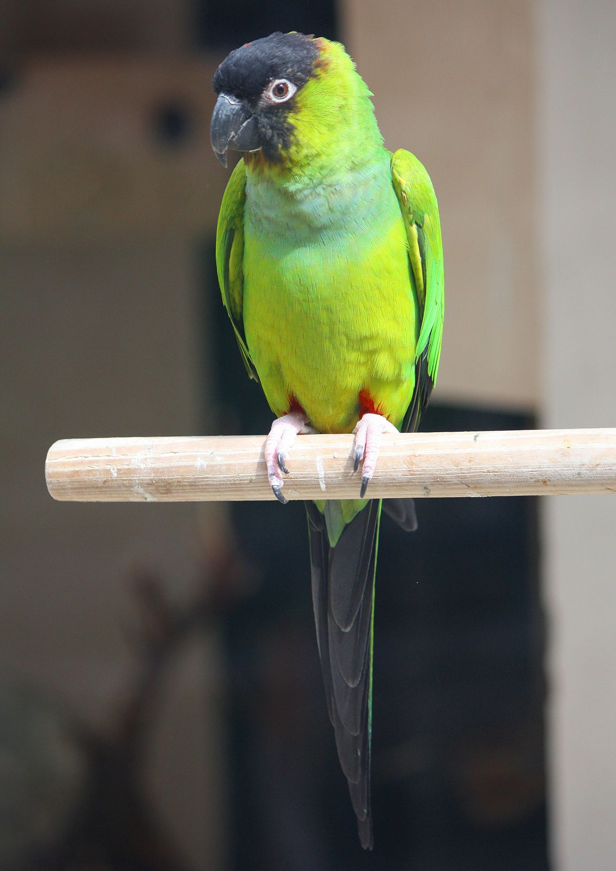 Nanday parakeet