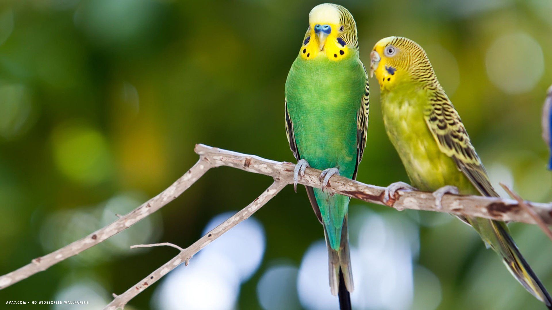 parakeet, Budgie, Parrot, Bird, Tropical, 31 Wallpaper HD / Desktop and Mobile Background