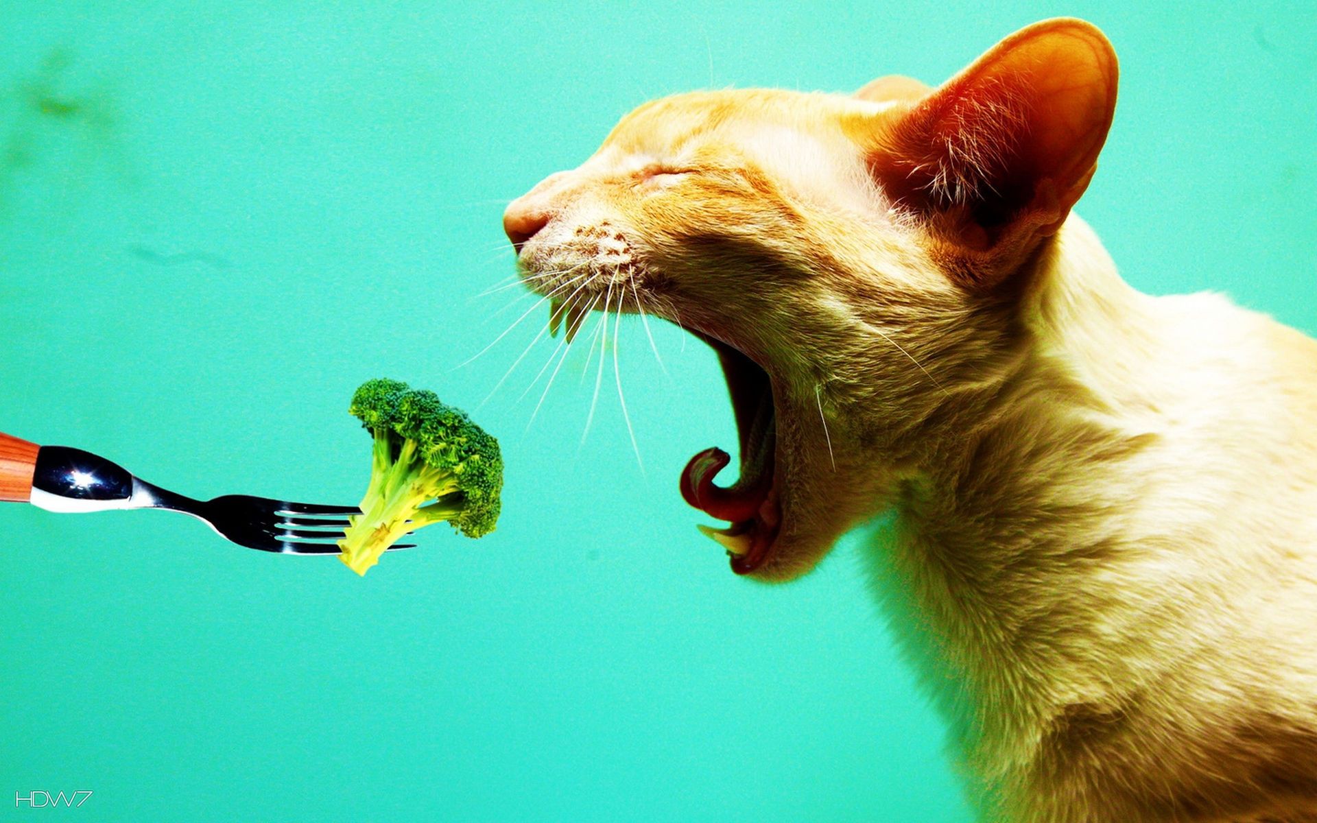 funny food cat. HD wallpaper gallery