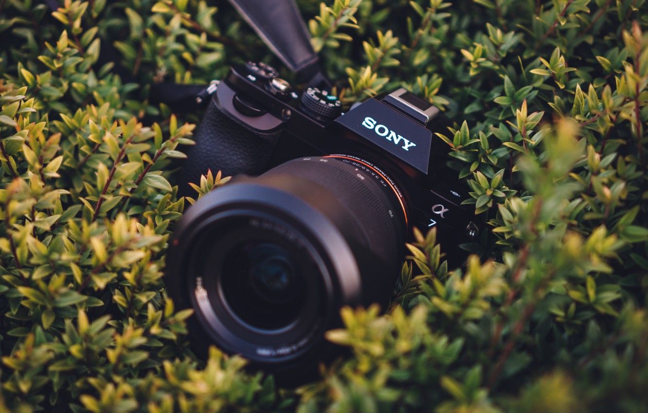Best Sony Camera for Every Kind of Creator - 42West