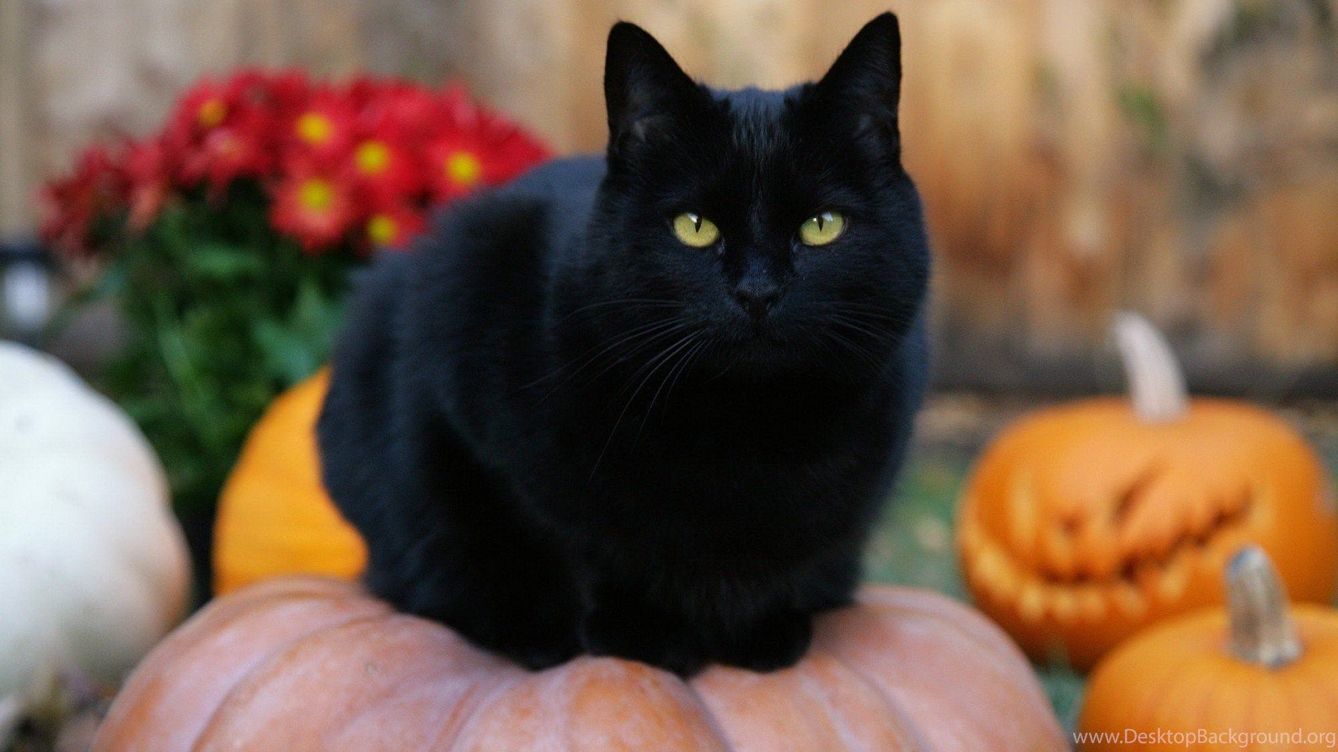 Black Cat Halloween Pumpkins Jack o lanterns Wallpaper Desktop Background