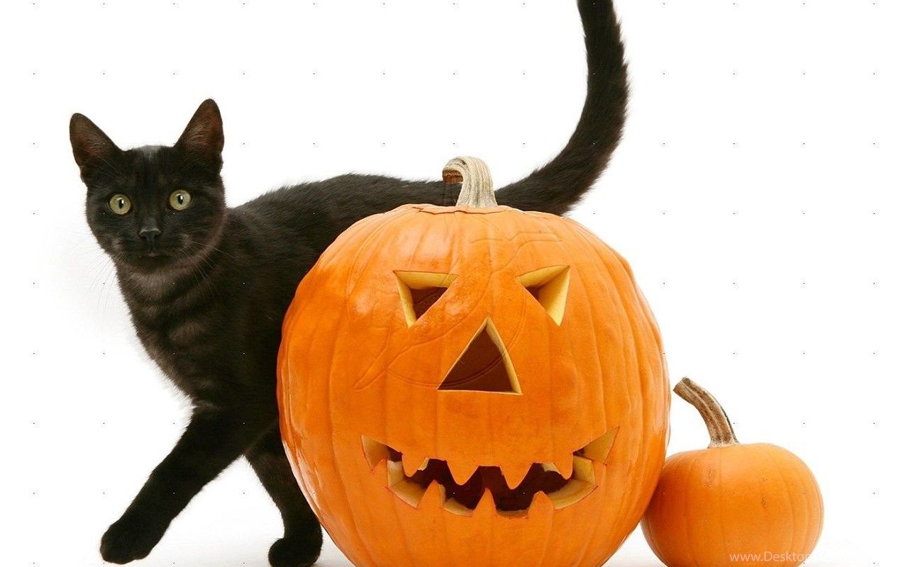 Black Cat And Pumpkin Picture HD Halloween Black Cat Pumpkin. Desktop Background