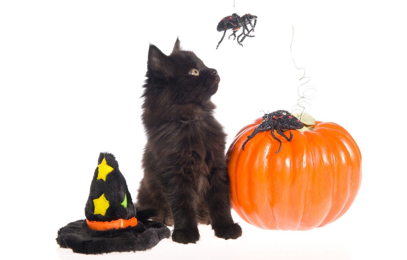 Wallpaper cat, holiday, black, spiders, hat, white background, Halloween, pumpkin, Halloween, kitty, cap image for desktop, section кошки