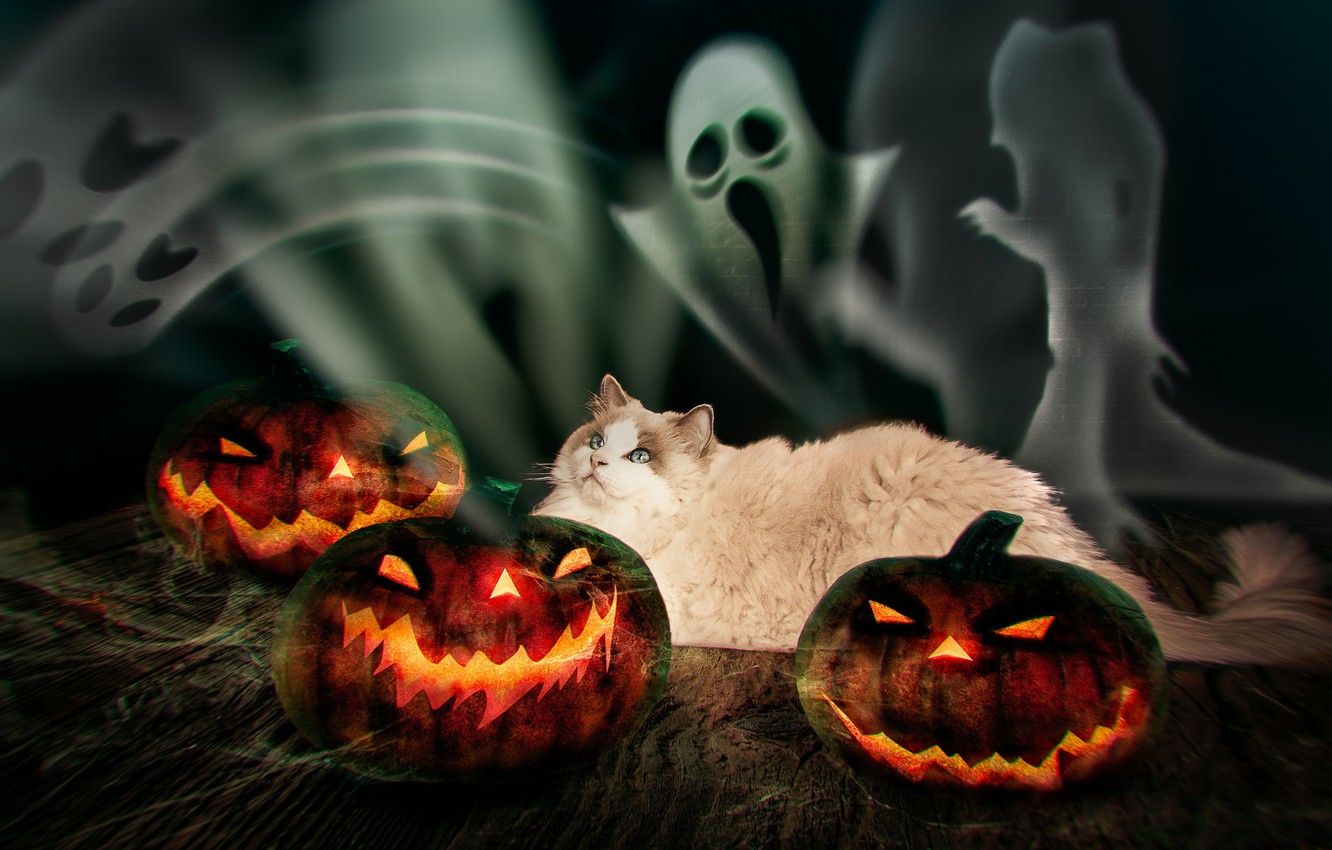 Wallpaper autumn, cat, cat, look, the dark background, fear, fire, holiday, Board, photohop, pumpkin, lies, ghosts, Halloween, Halloween, evil image for desktop, section кошки
