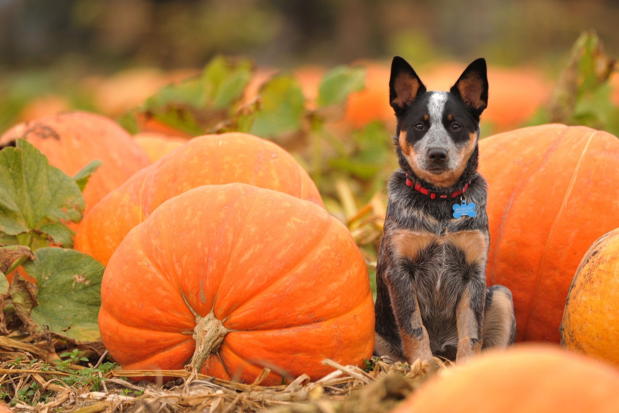 Cute black pet dog ang pumpkin ready for Halloween 2K wallpaper download
