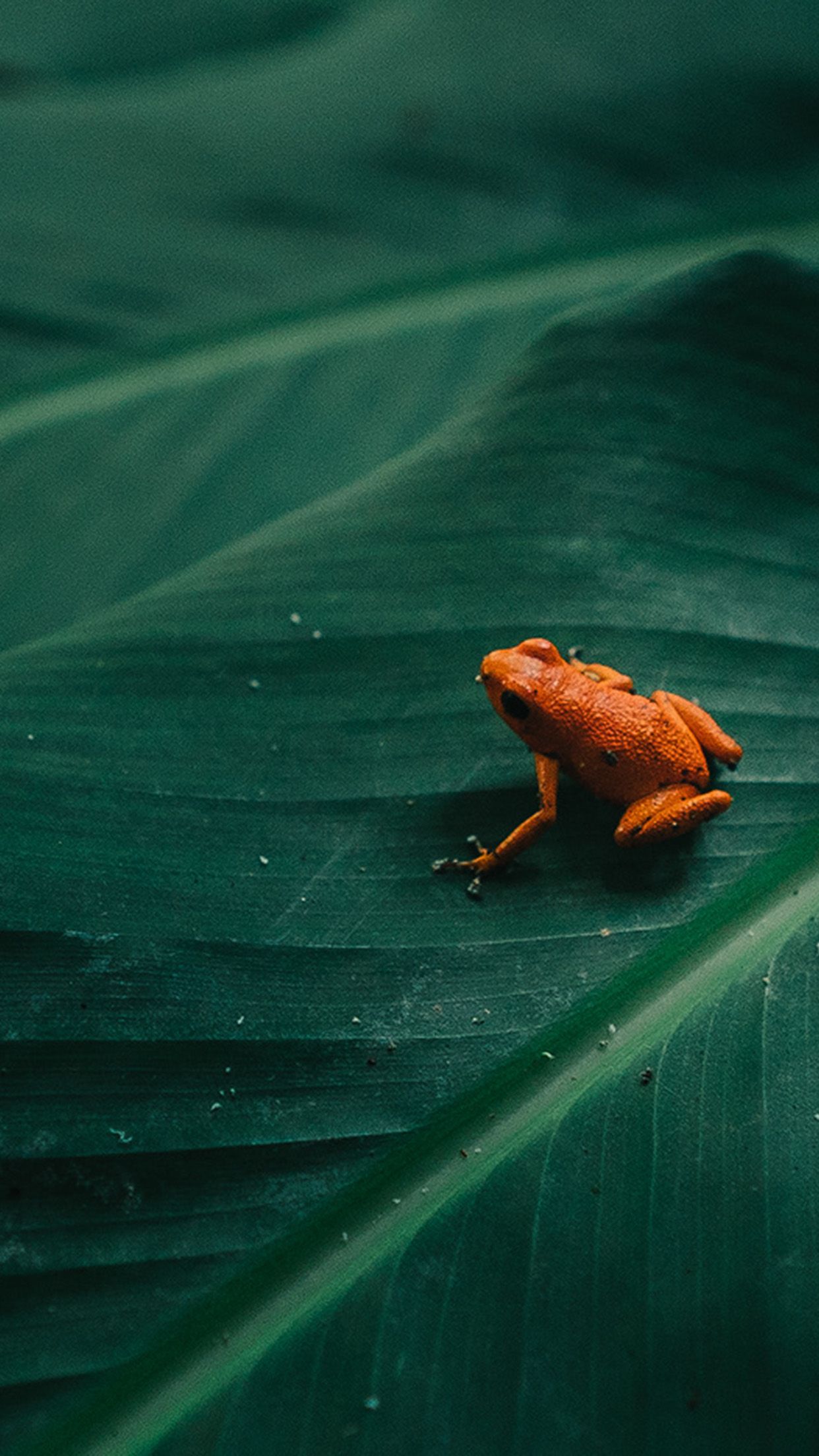 Frog Leaf Orange Nature Art Wallpaper