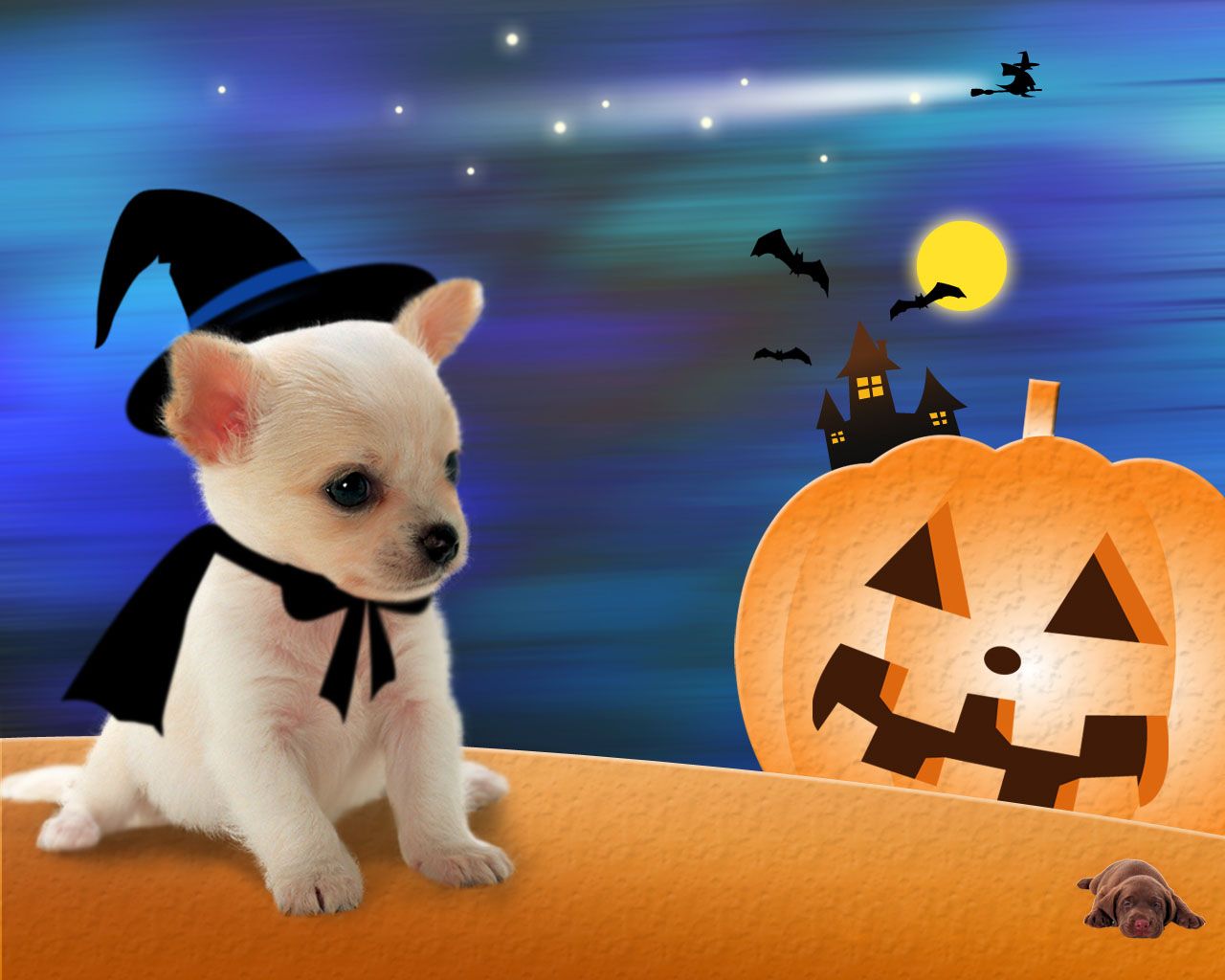 Halloween Wallpaper. Hund halloween, Little dogs, Bilder