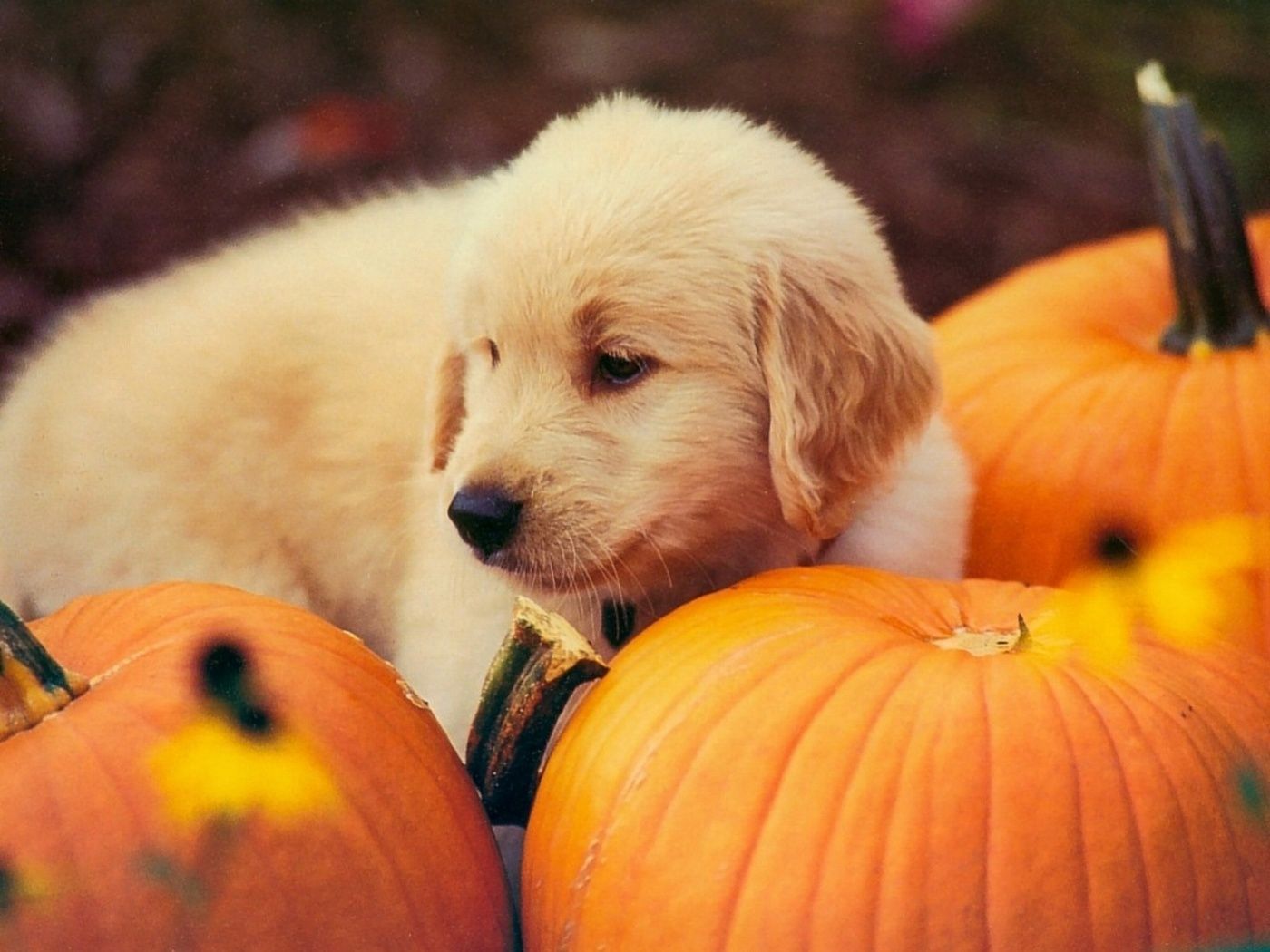 Dogs And Halloween Wallpapers - Wallpaper Cave