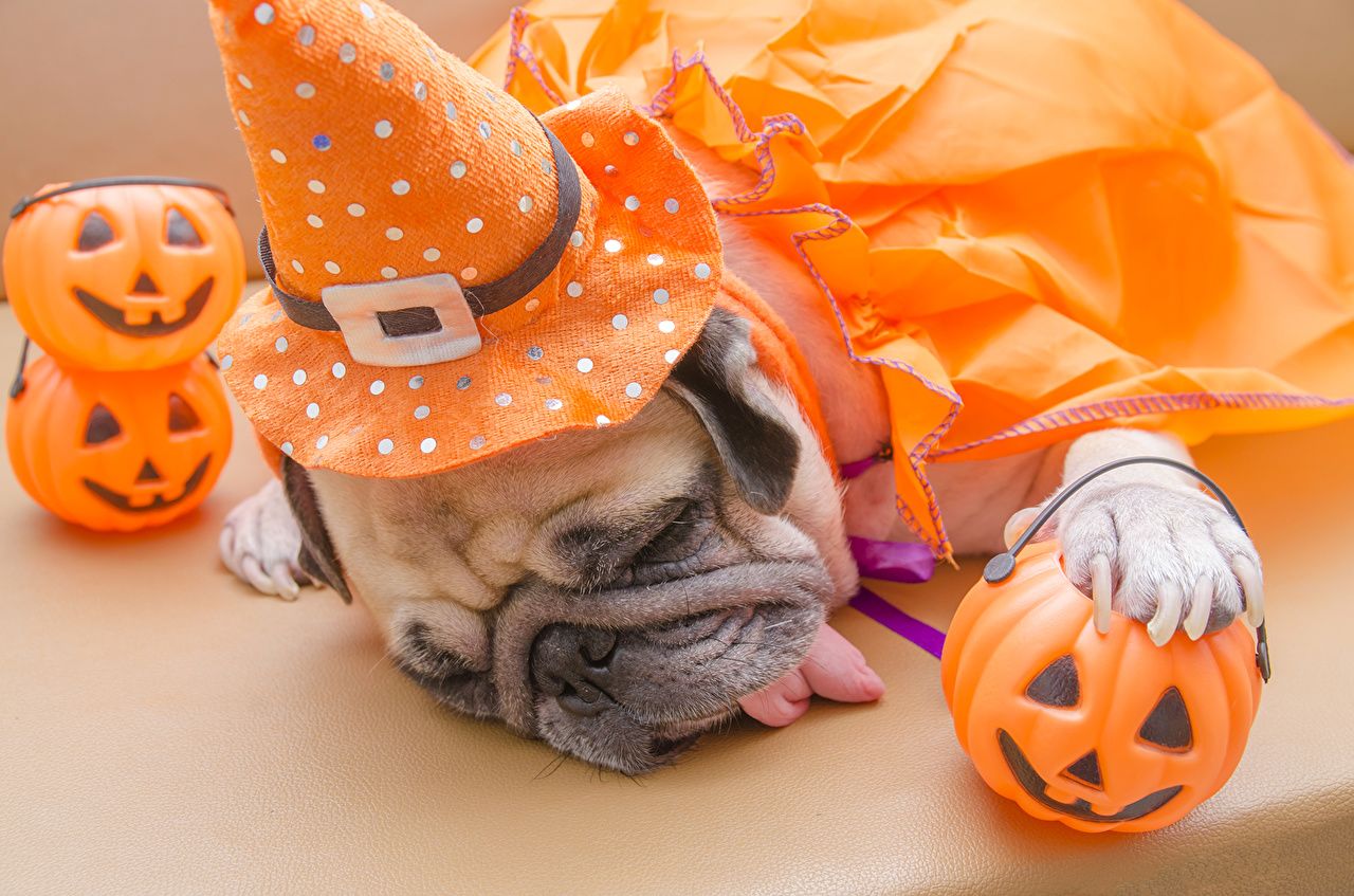Image Pug Dogs Hat Pumpkin Halloween Animals Design