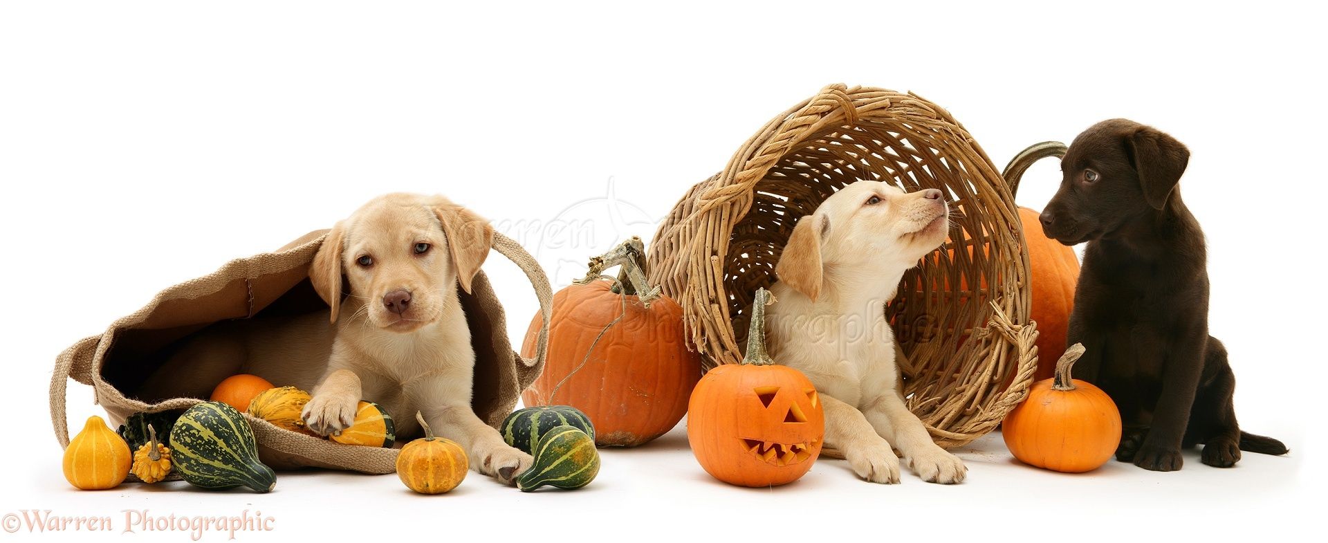 Dogs: Labrador pups at Halloween photo WP14559