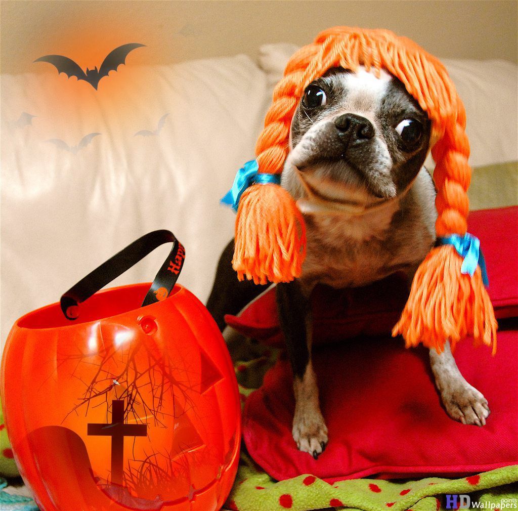 Animal Halloween (1024×1010). Dog Costumes Funny, Dog Halloween Costumes, Halloween Animals