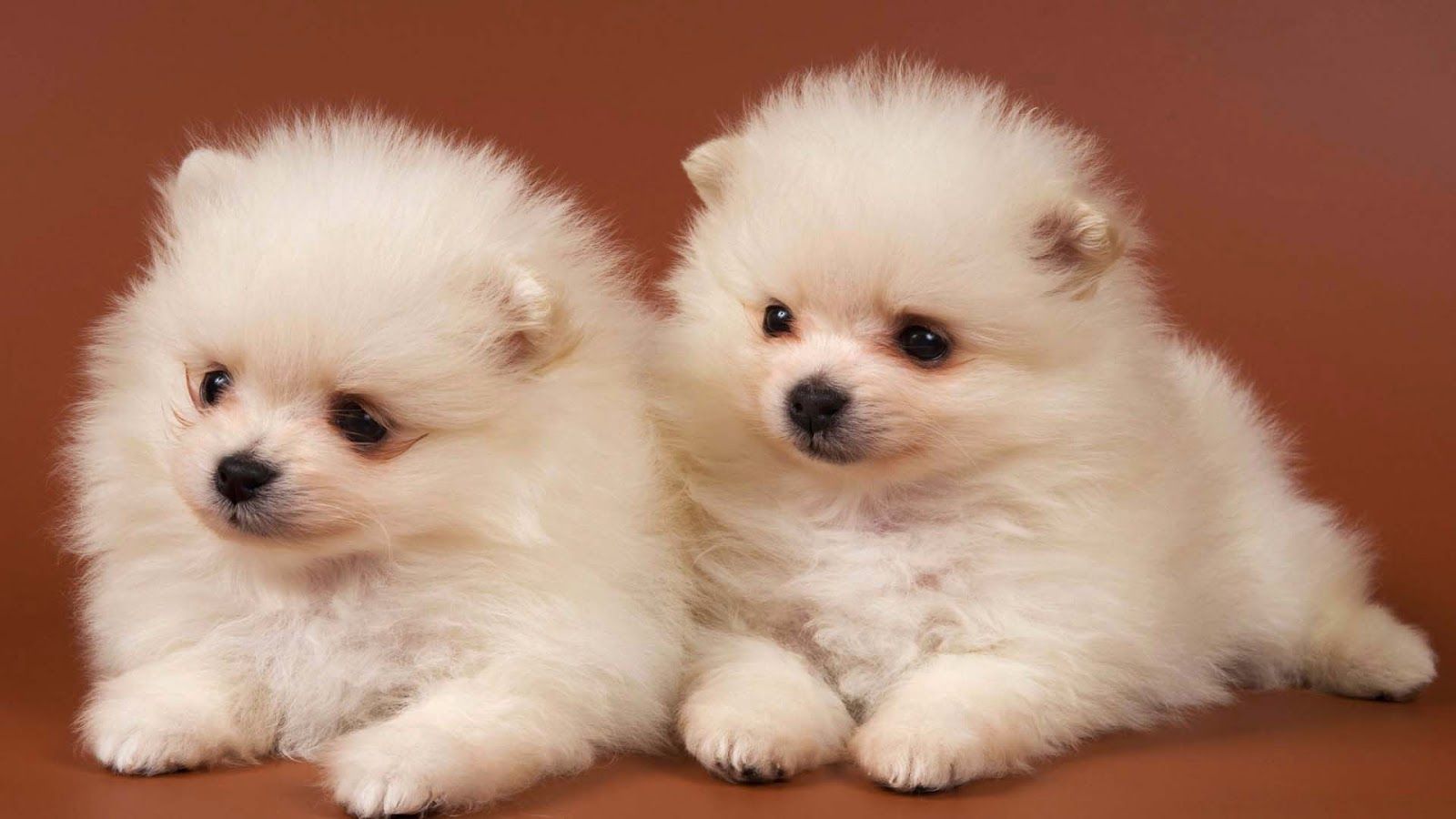 Pomeranian Puppies Wallpaper Puppy Wallpaper For Computer HD Wallpaper