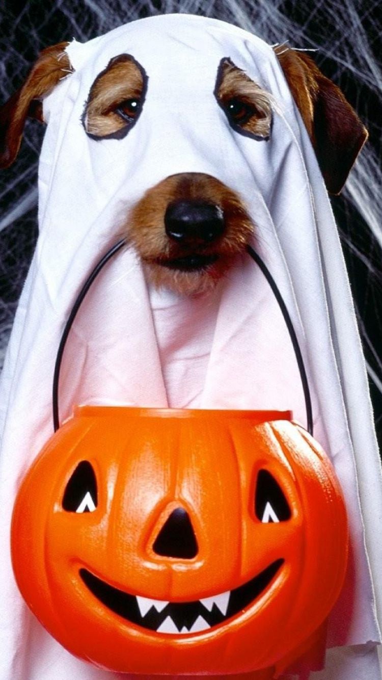 ScreenBeauty. halloween, holiday, dog