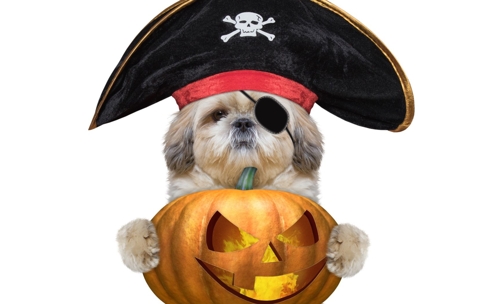 Dog in a pirate costume with a pumpkin on Halloween Desktop wallpaper 1680x1050