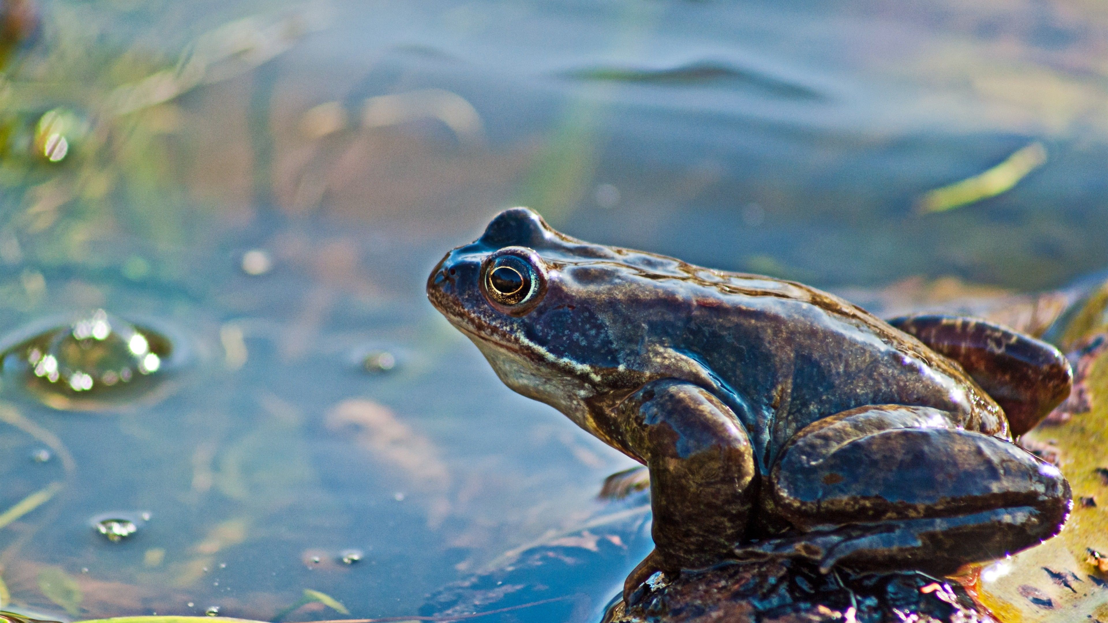 Травяная лягушка живет в воде
