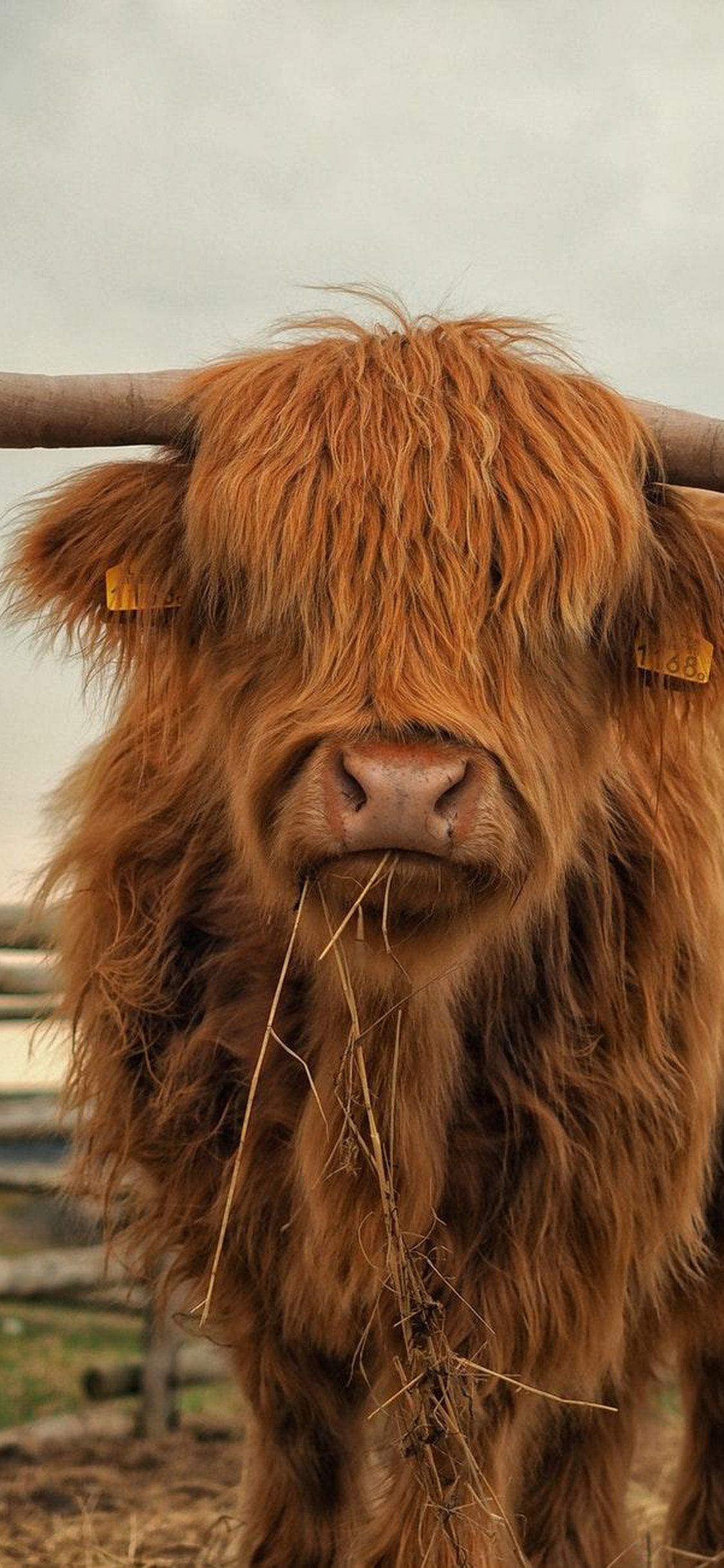 Highland Cow Wallpaper FREE Picture
