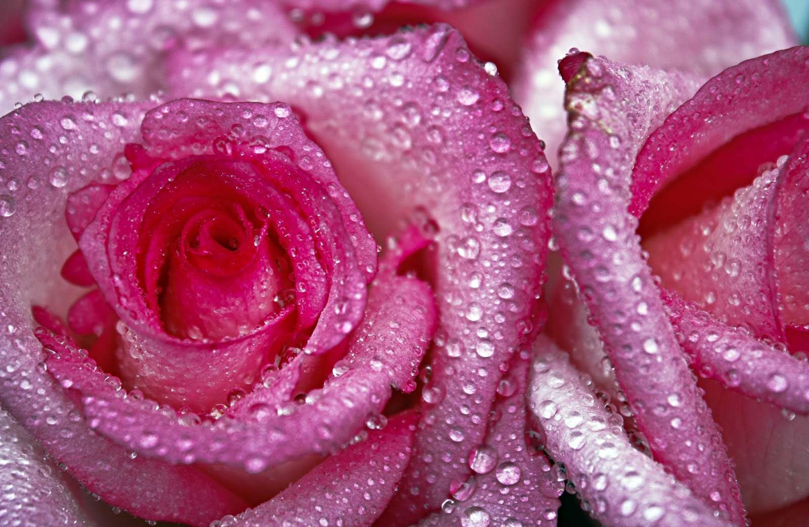 The Water Drops Rose Wallpapers - Wallpaper Cave
