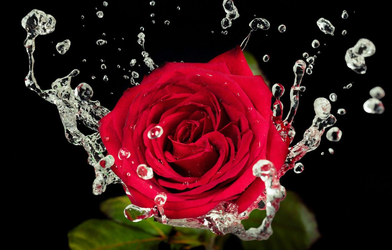 Wallpaper water, drops, rose, Red, red, Water, beautiful, Roses, background, lovely, Drops image for desktop, section цветы