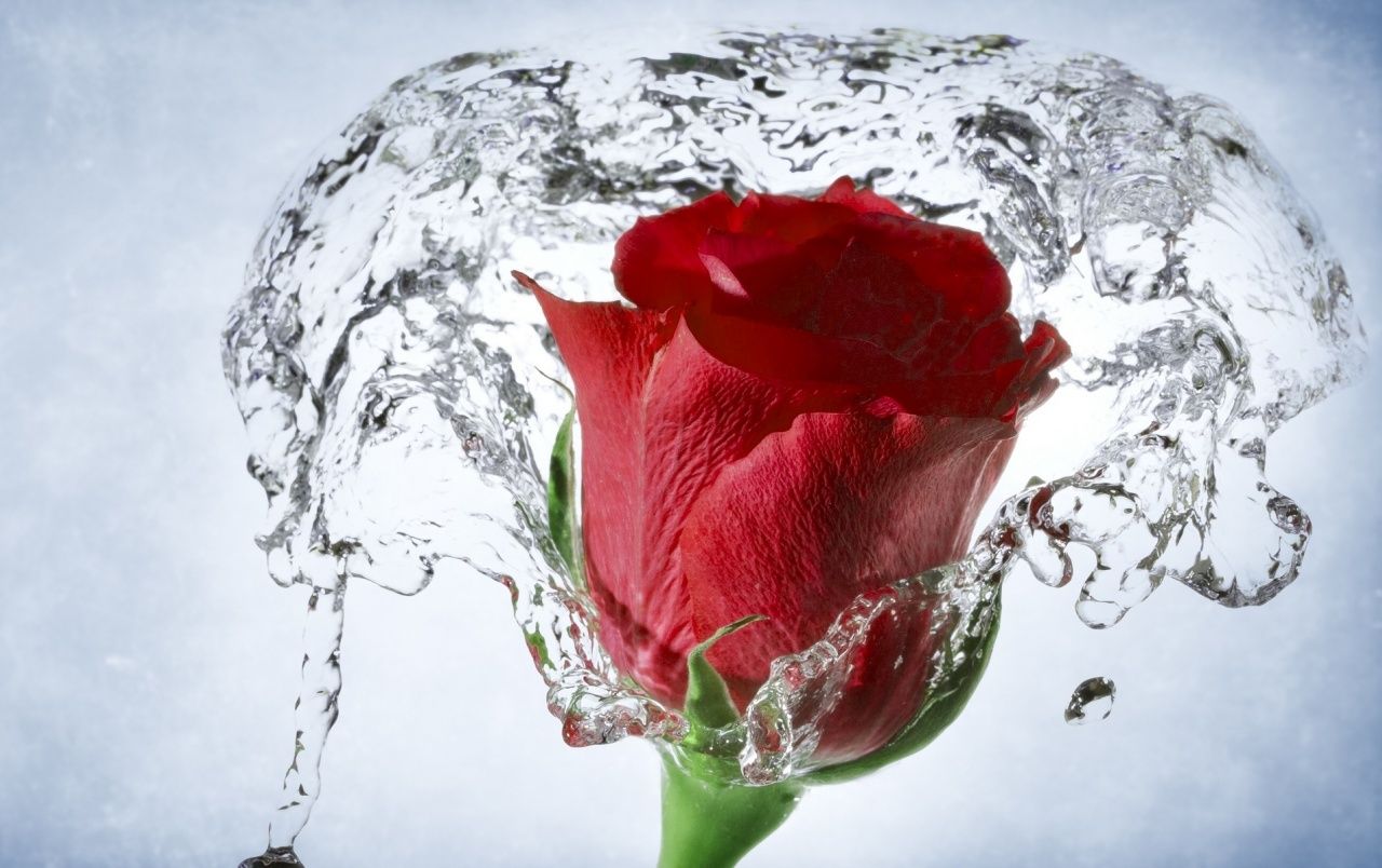 Time Lapse Water Drops Rose wallpaper. Time Lapse Water Drops Rose