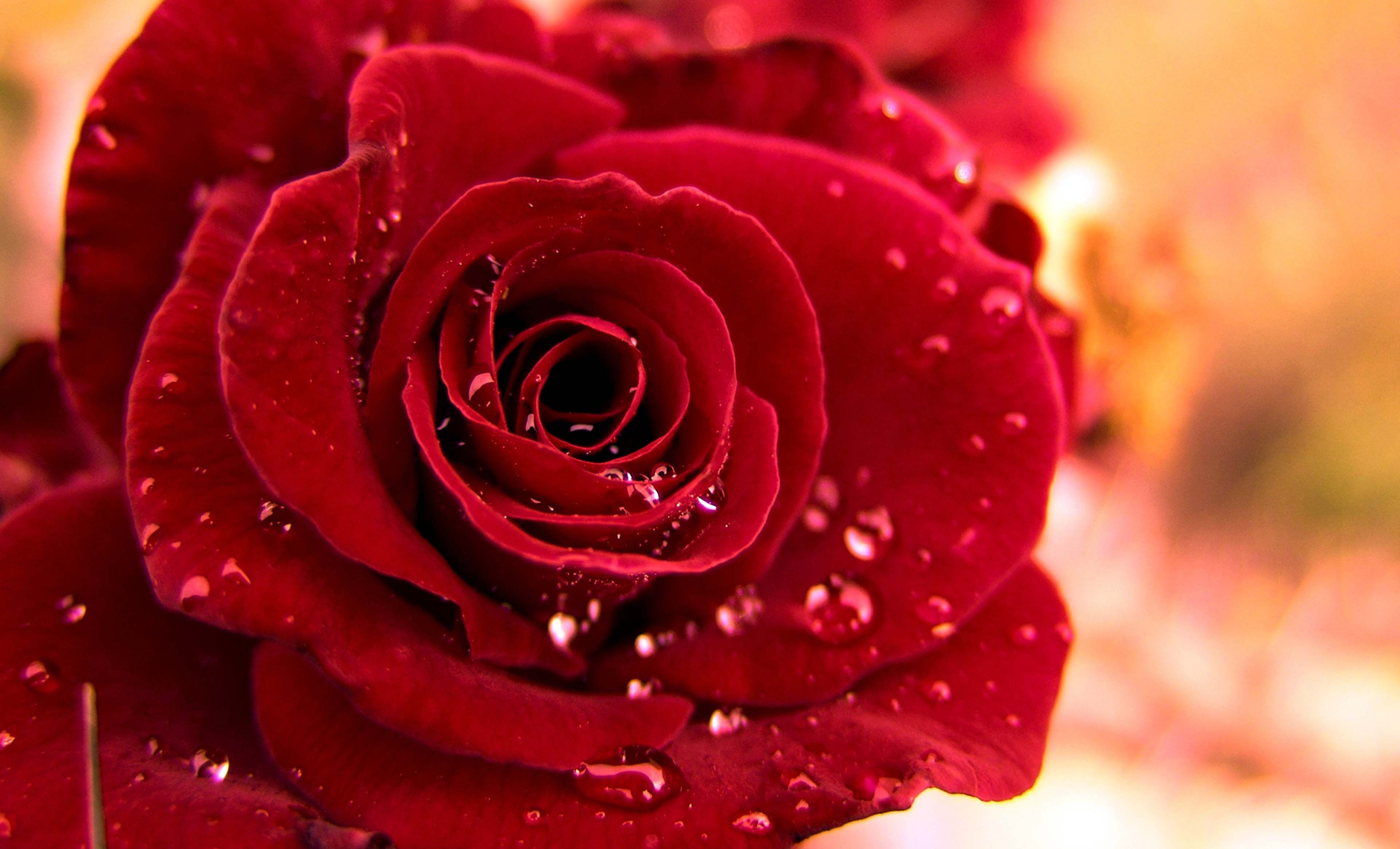 Water Drops Roses Astonishing Wallpaper HD. Red roses, Beautiful roses, Beautiful red roses
