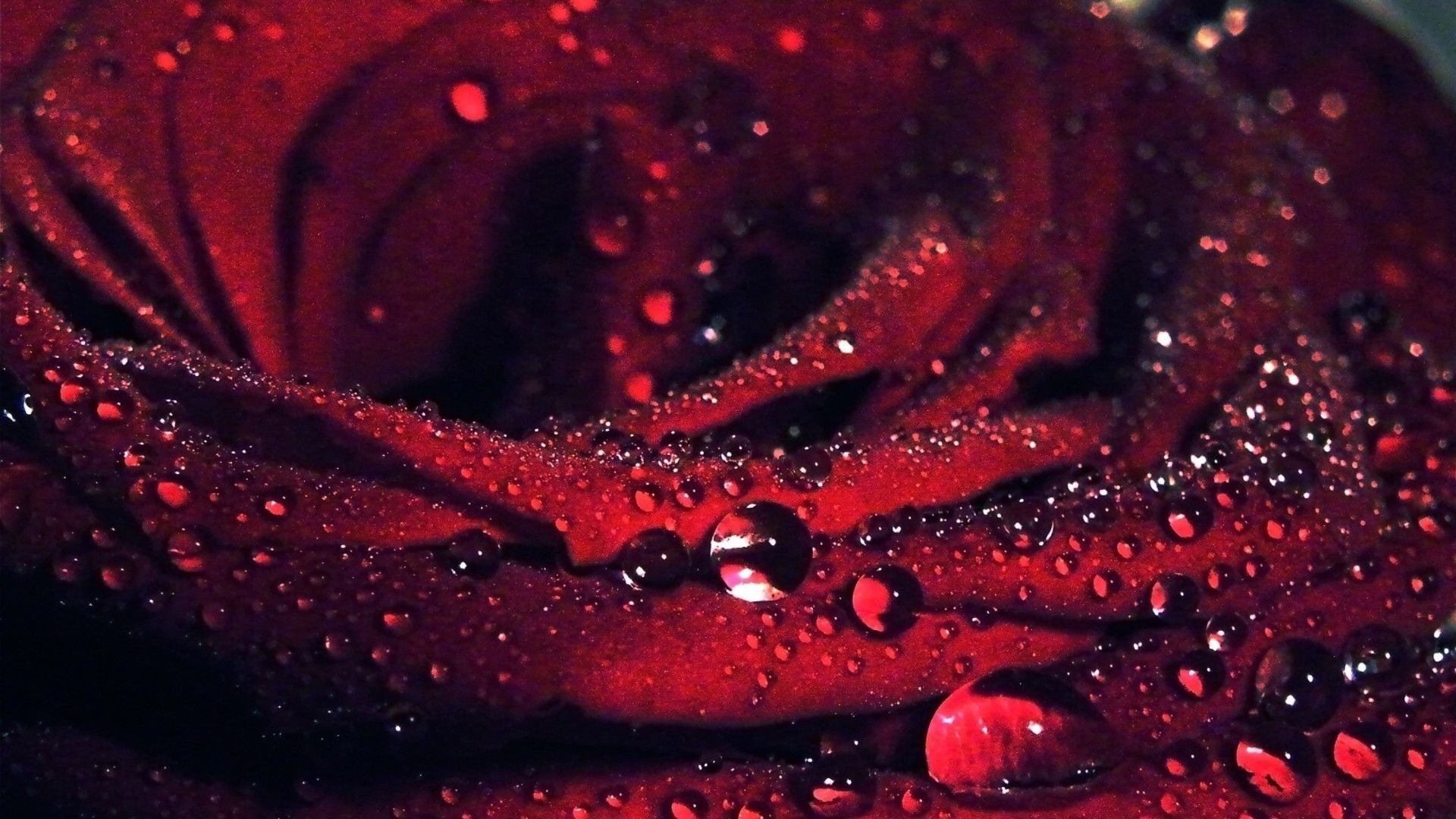 Rose with Water Drops Wallpaper