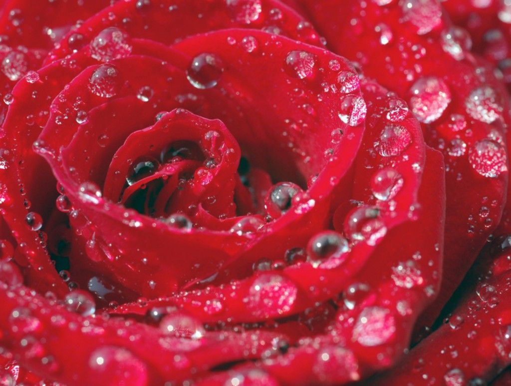 Rose With Water Drops Wallpaper HD Wallpaper