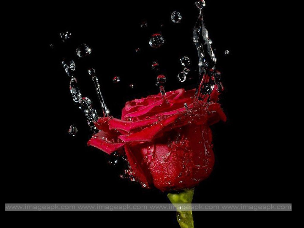 Free download Red Roses With Water Drops Imagepkcom [1024x768] for your Desktop, Mobile & Tablet. Explore Rose with Water Drops Wallpaper. Rose with Water Drops Wallpaper, Flowers with Water