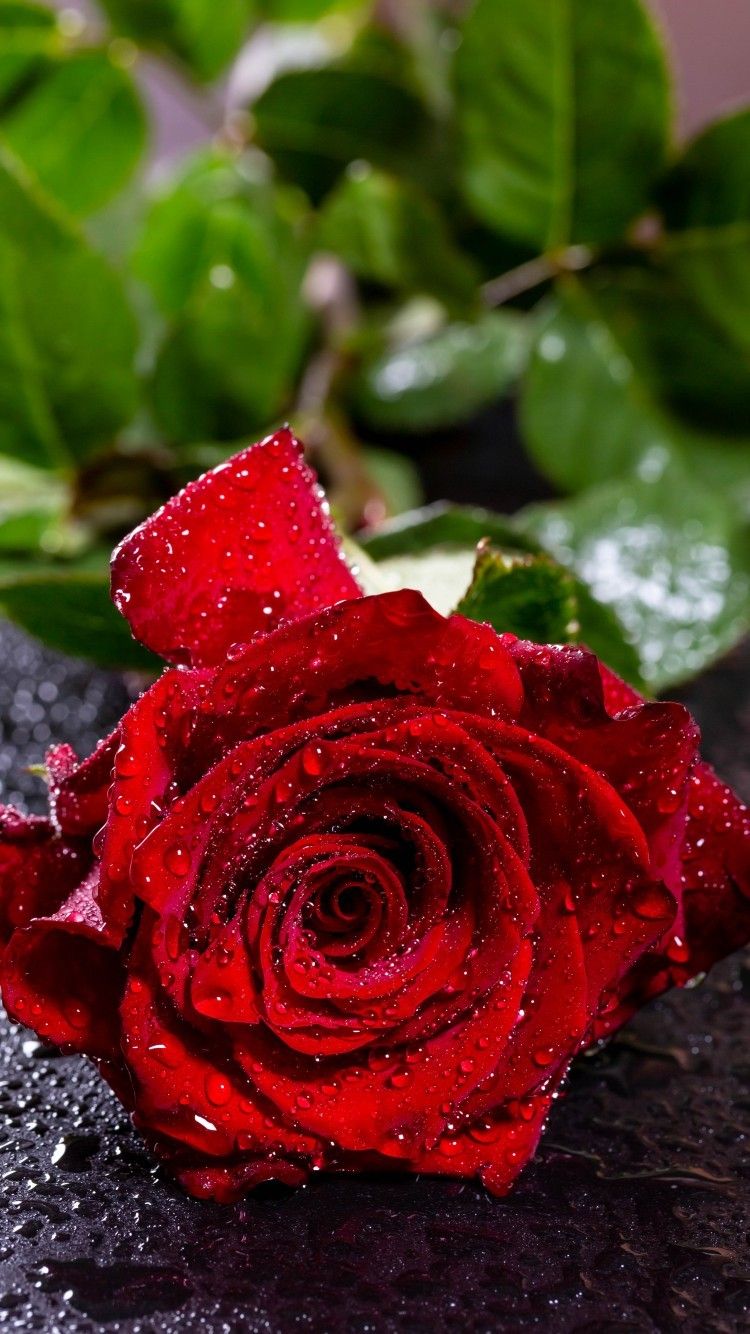 Download 750x1334 Red Rose, Water Drops, Macro, Petals Wallpaper for iPhone iPhone 6