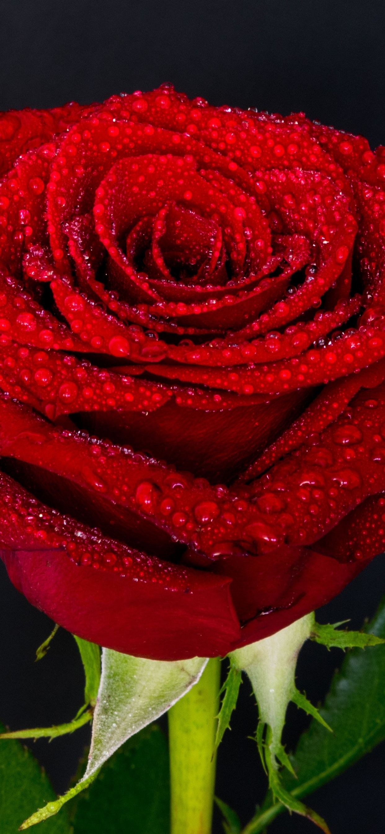 Red Rose, Petals, Water Droplets 1242x2688 IPhone 11 Pro XS Max Wallpaper, Background, Picture, Image