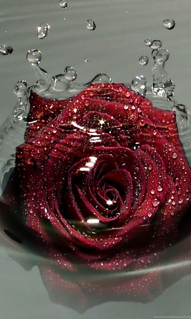 Red Rose In Water, Droplets, HD Wallpaper And Free Water Rose Wallpaper HD HD Wallpaper