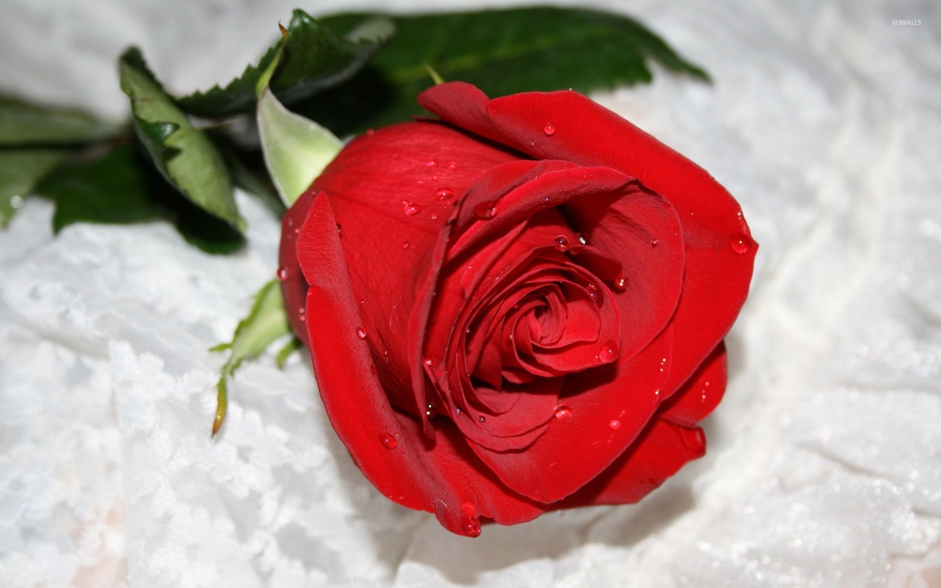 Red rose with water drops wallpaper wallpaper