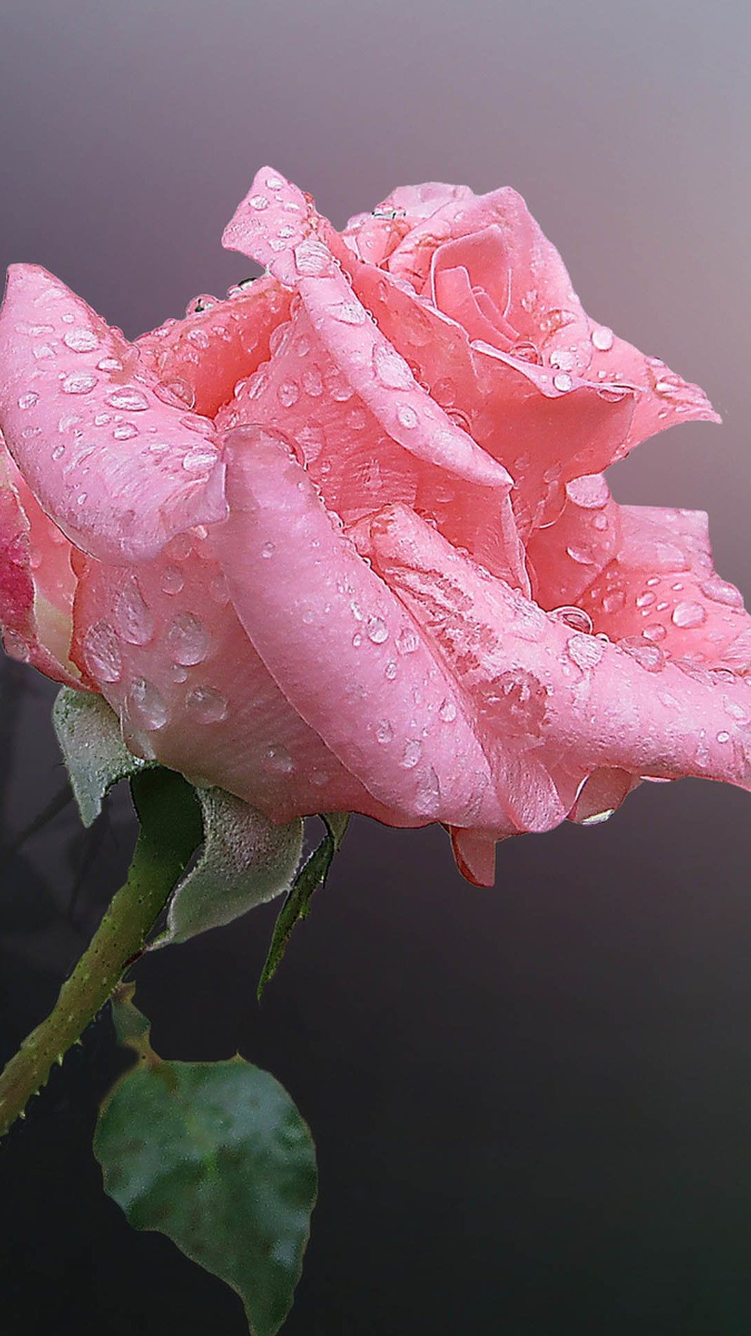 Pink Chinese Rose Flower With Water Drops iPhone 8 Wallpaper Free Download