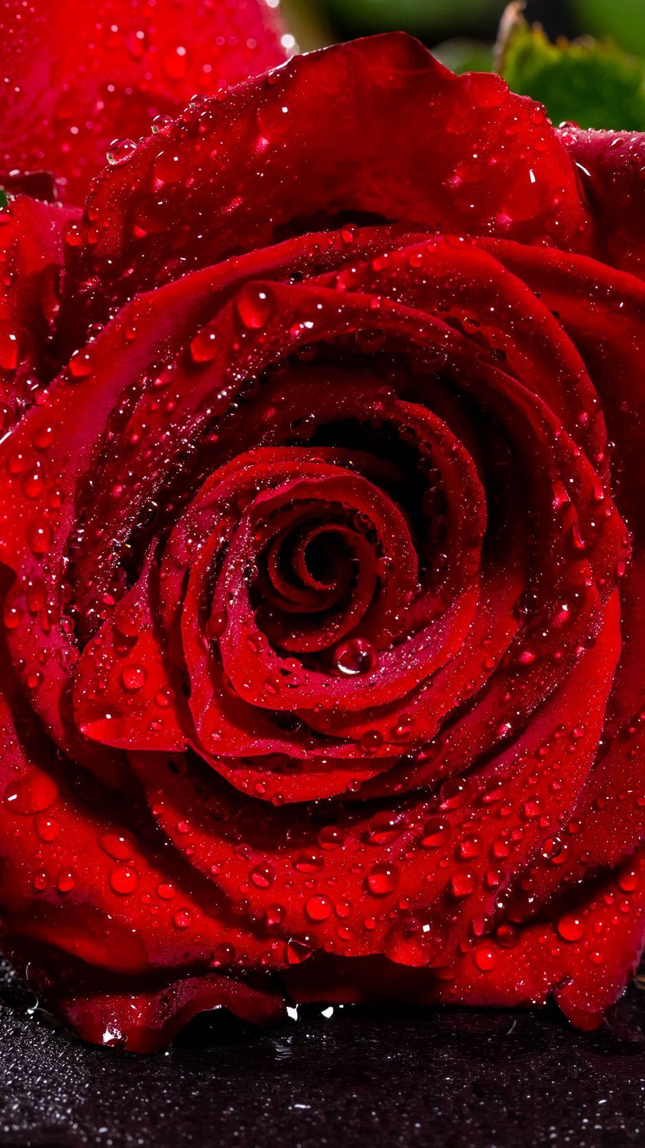 Download Wallpaper 938x1668 Rose, Red, Wet, Petals, Drops Iphone 8 7 6s 6 For Parallax HD Background