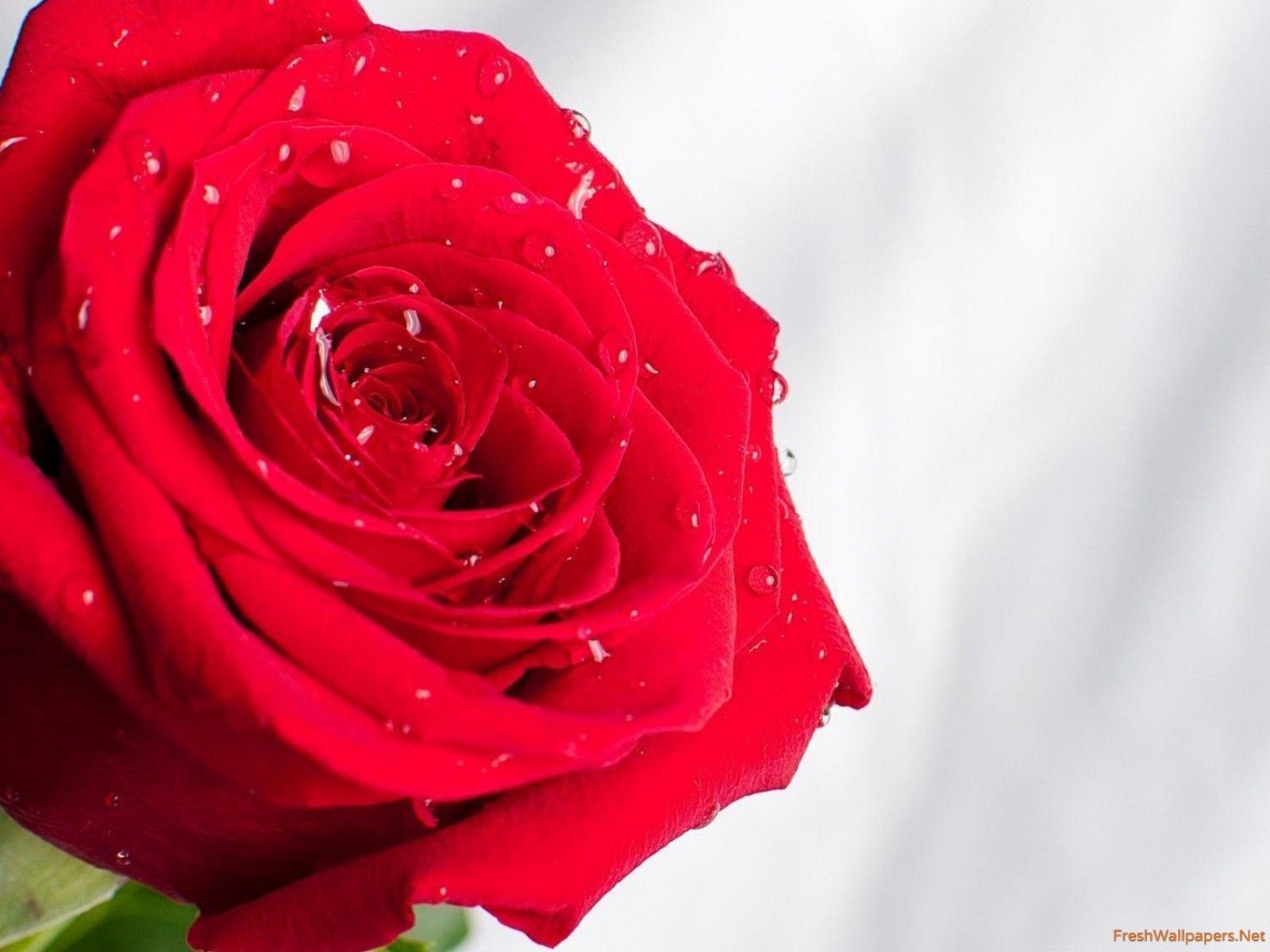 Red rose with water drops wallpaper