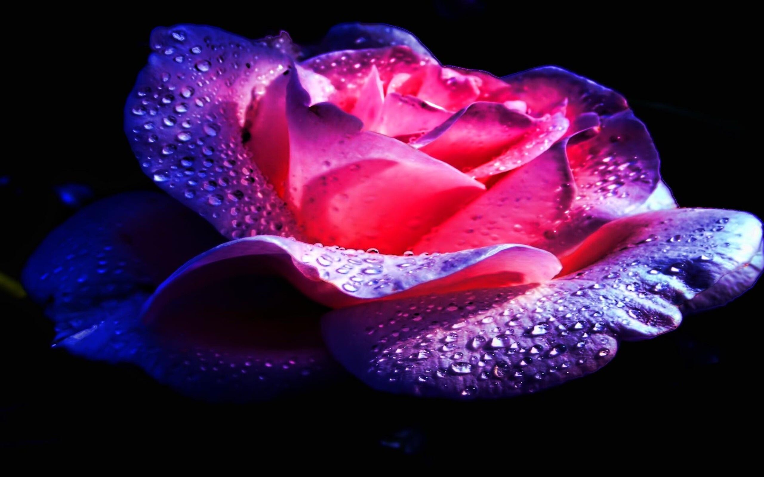 The Water Drops Rose Wallpapers - Wallpaper Cave