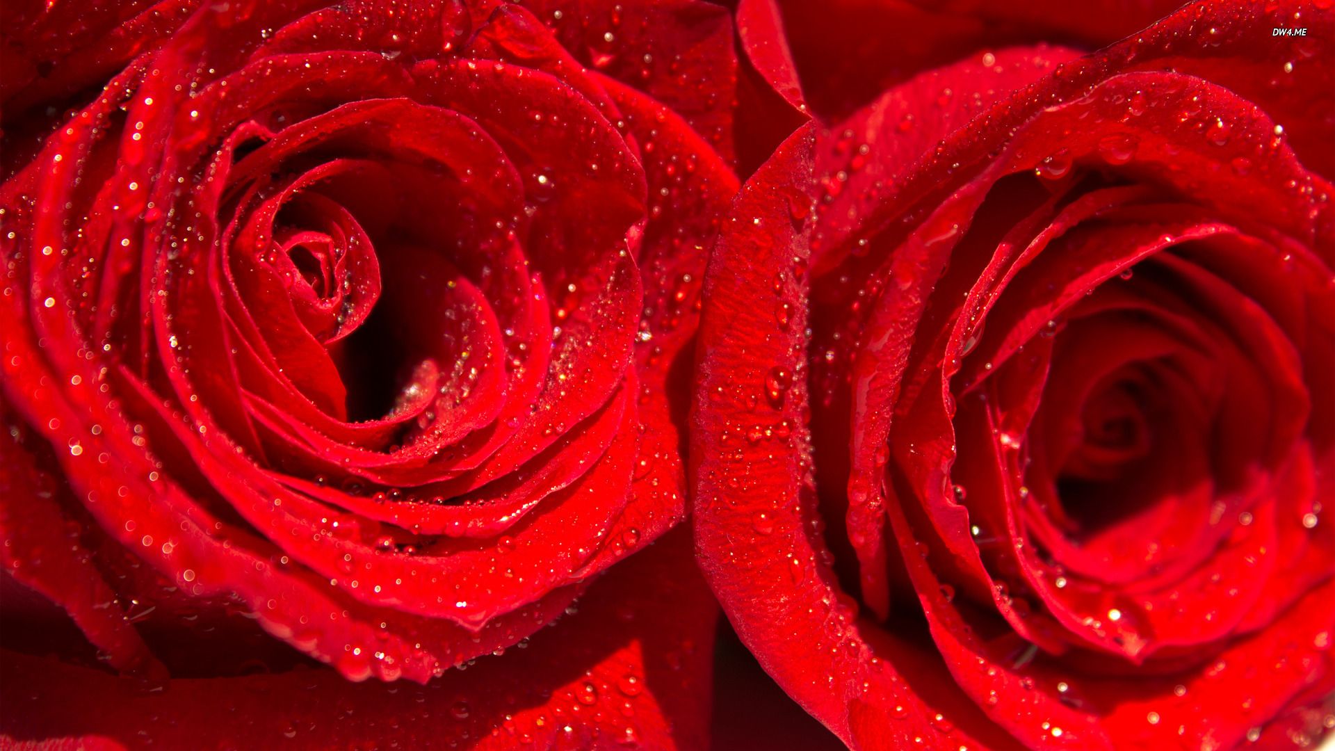 Free download Water drops on red roses wallpaper 918982 [1920x1080] for your Desktop, Mobile & Tablet. Explore Rose with Water Drops Wallpaper. Rose with Water Drops Wallpaper, Flowers with