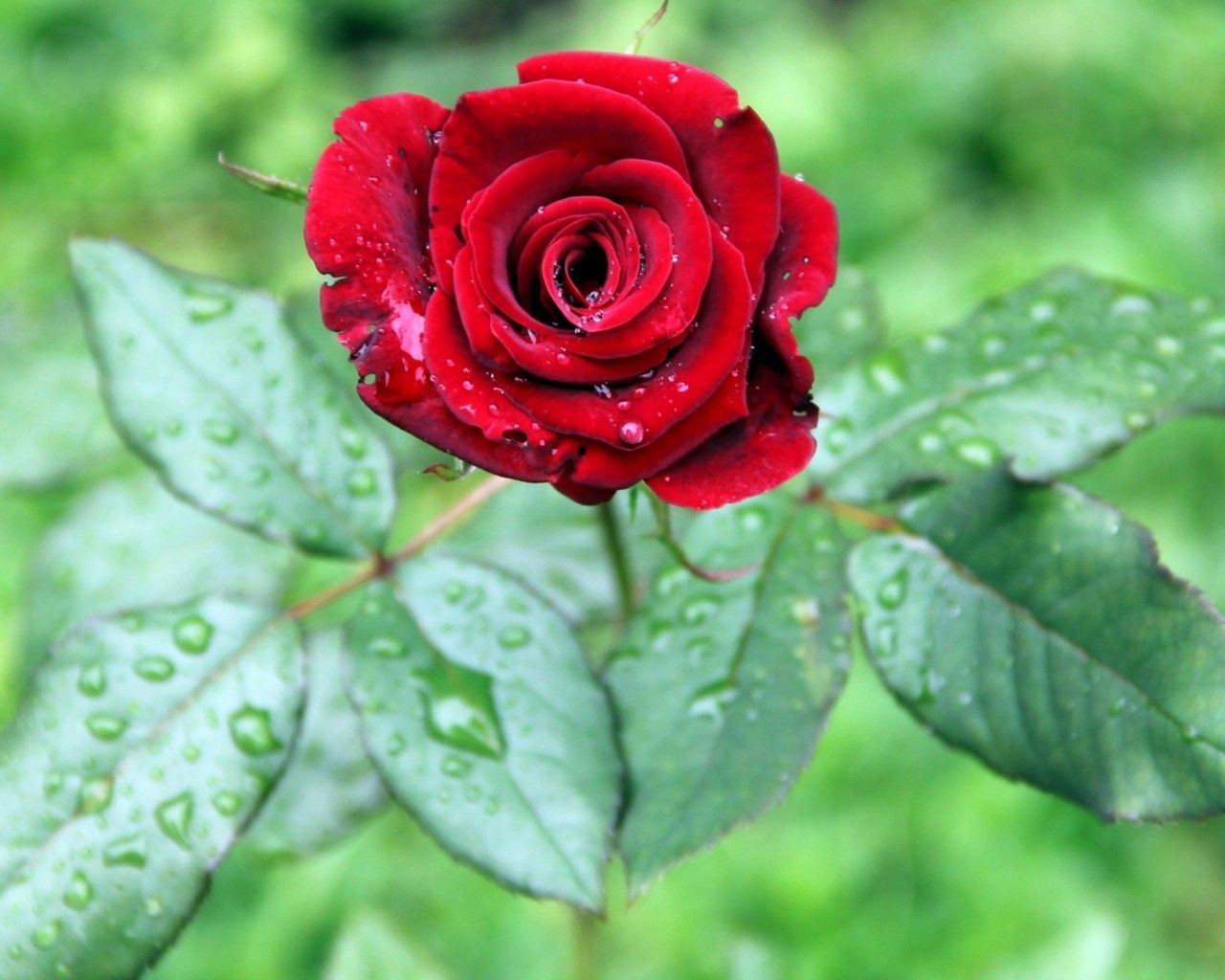 Rose With Water Drops Wallpaper Group 1920×1080 Rose With Water Drops Wallpaper (39 Wallpaper). Adorable Wal. Red rose flower, Rose flower wallpaper, Flowers