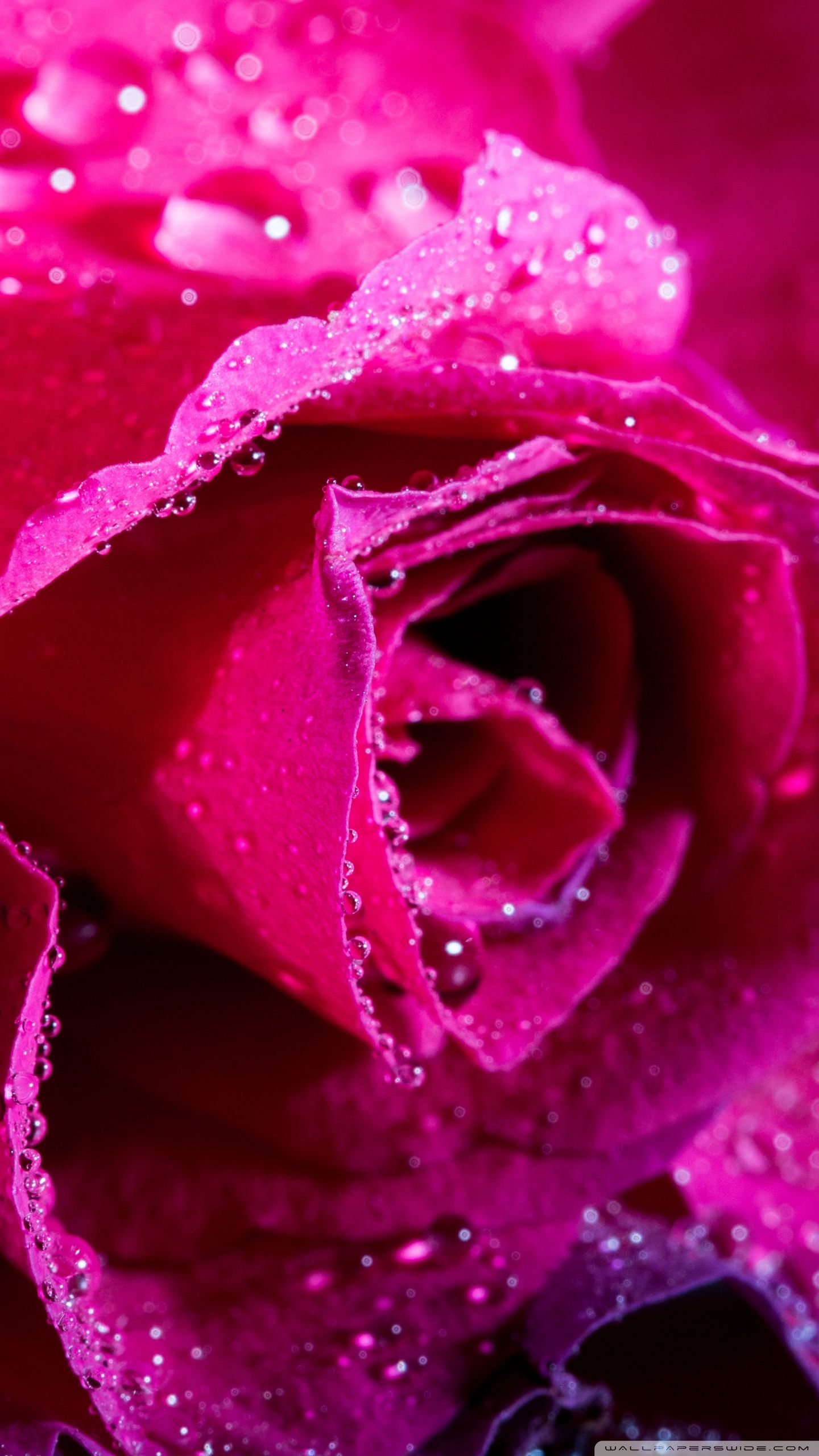 39 Rose with Water Drops Wallpaper  WallpaperSafari
