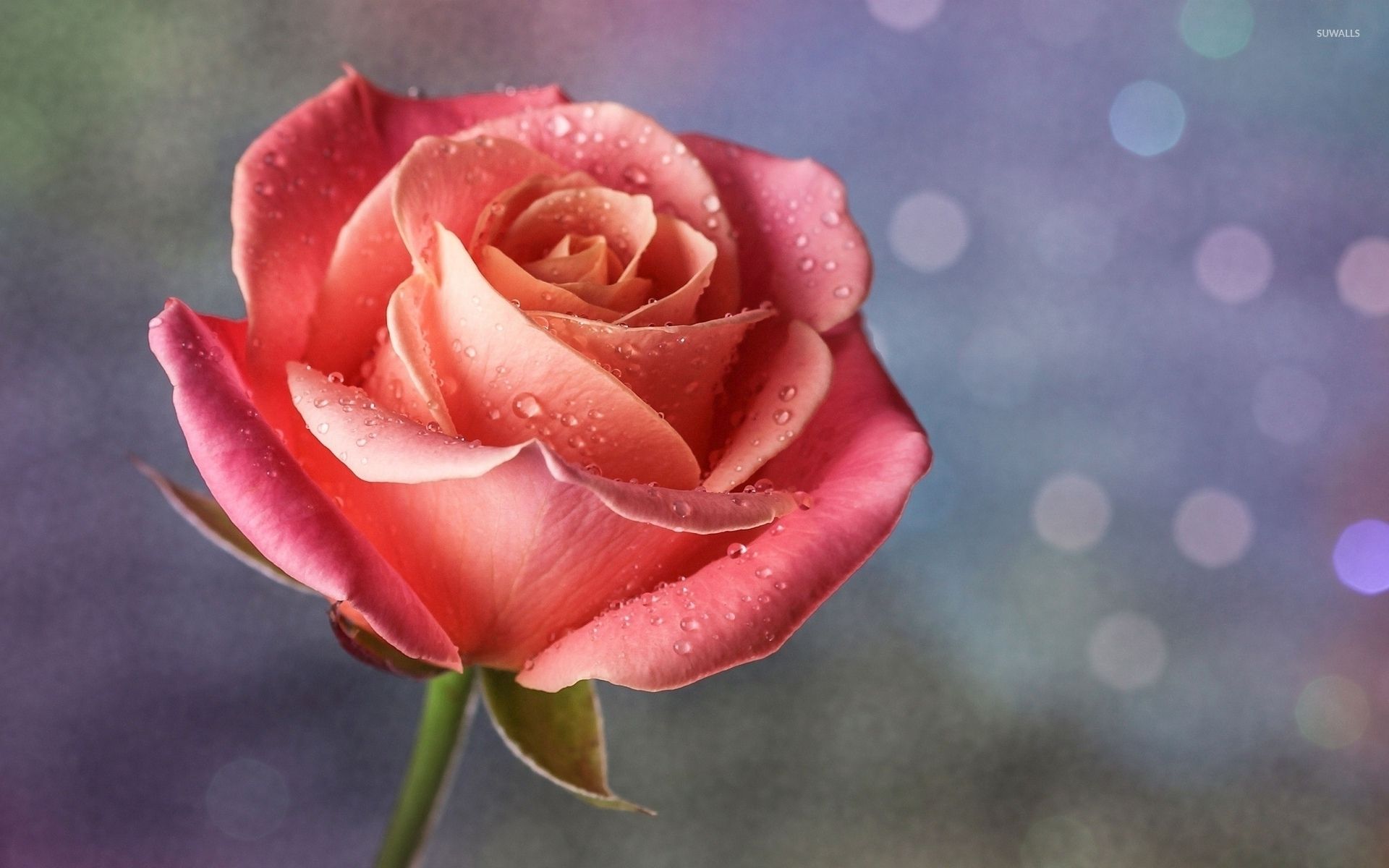 Pink rose with water drops wallpaper wallpaper