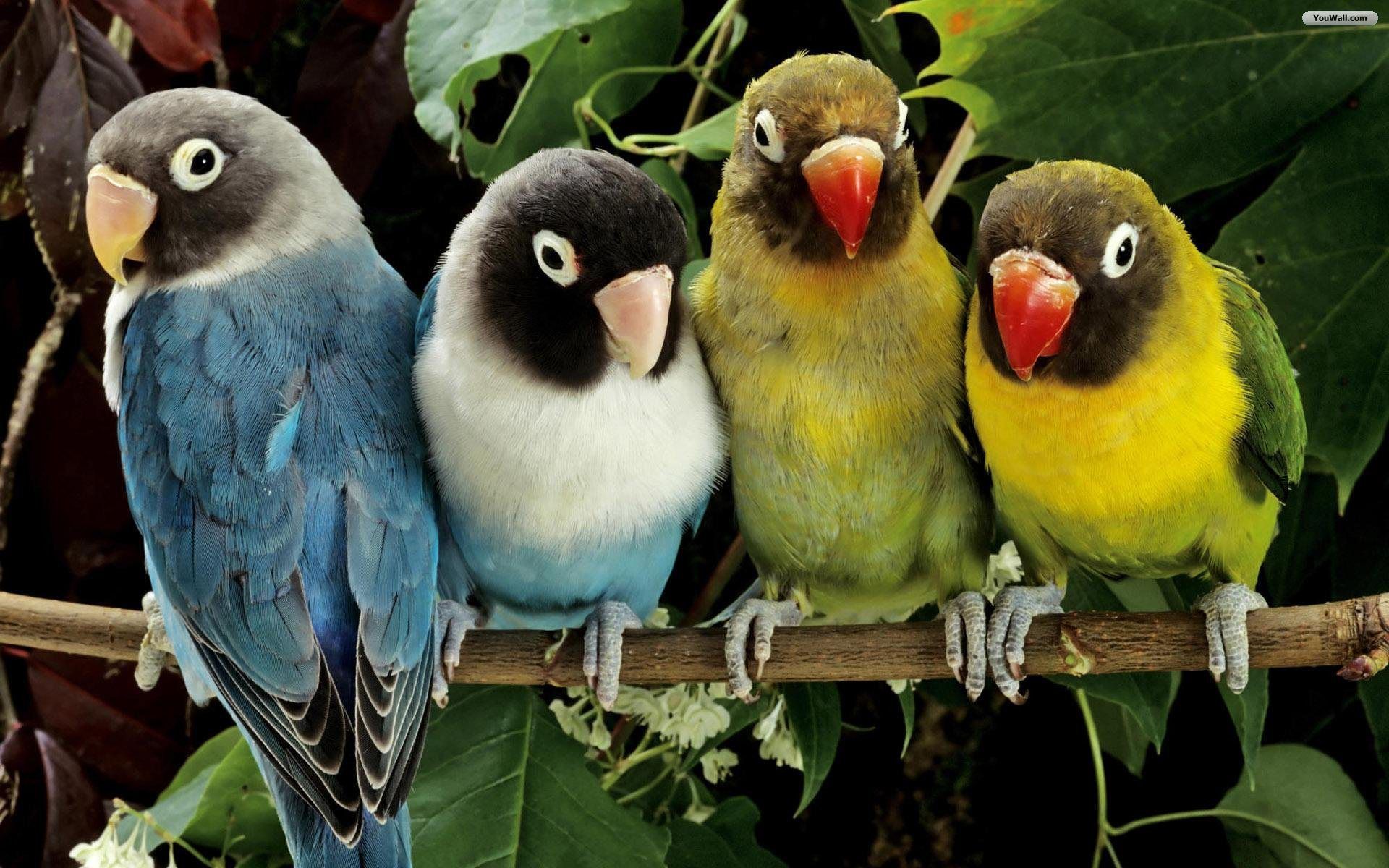 Beautiful Parrot Group, /beautiful Parrots Group. Beautiful Bird Wallpaper, Beautiful Birds, Parrot