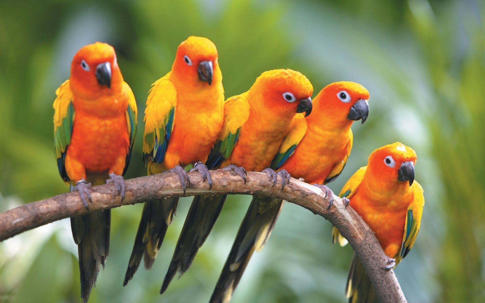 Wp Content Uploads 2014 07 Parrot Orange In Group Hd. Pet Birds, Colorful Birds, Conure Parrots