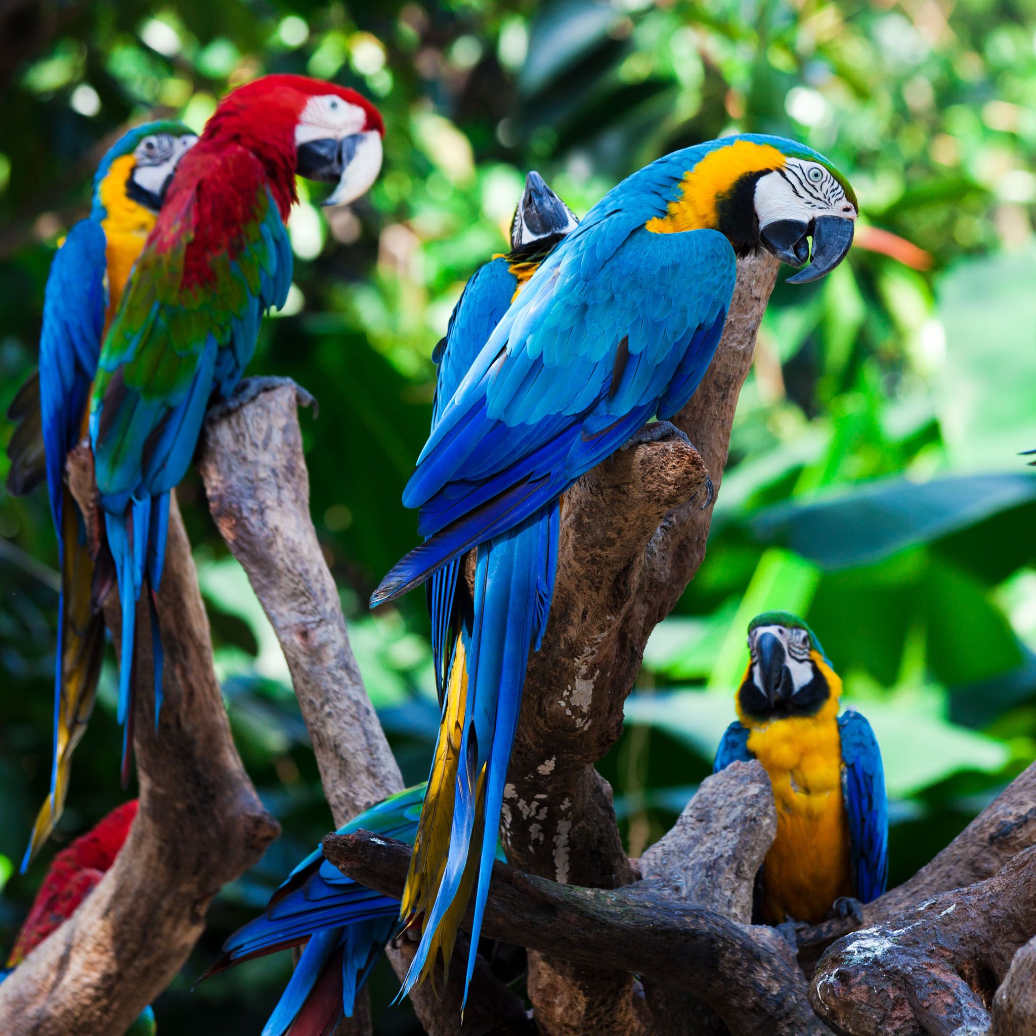 Free download Tropical Parrott Group Wallpaper Birds Parrott Group Wallpaper [2048x2048] for your Desktop, Mobile & Tablet. Explore Tropical Parrot Wallpaper. Tropical Parrot Wallpaper, Parrot Wallpaper, Parrot Background