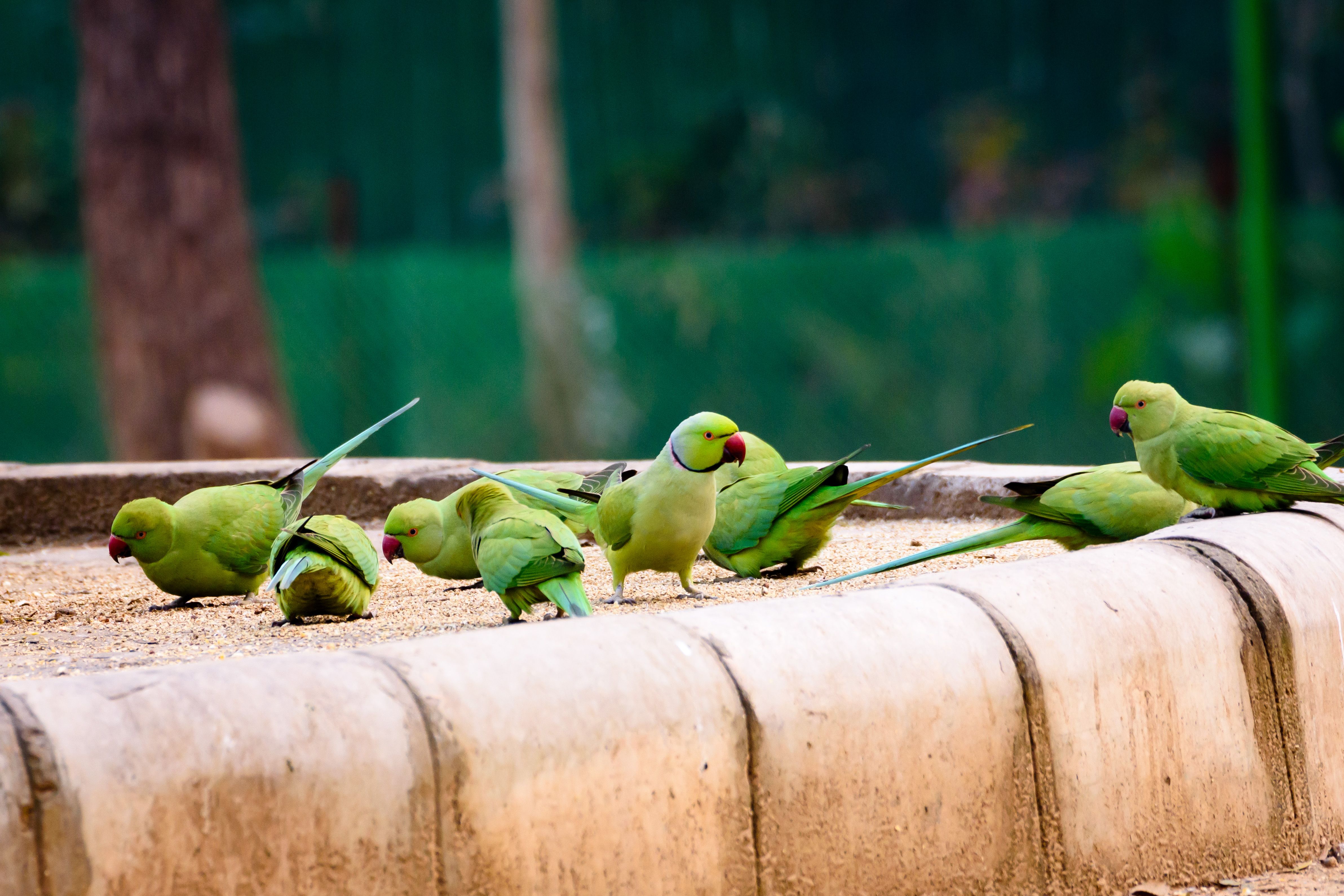 Group Of Green Parakeet · Free