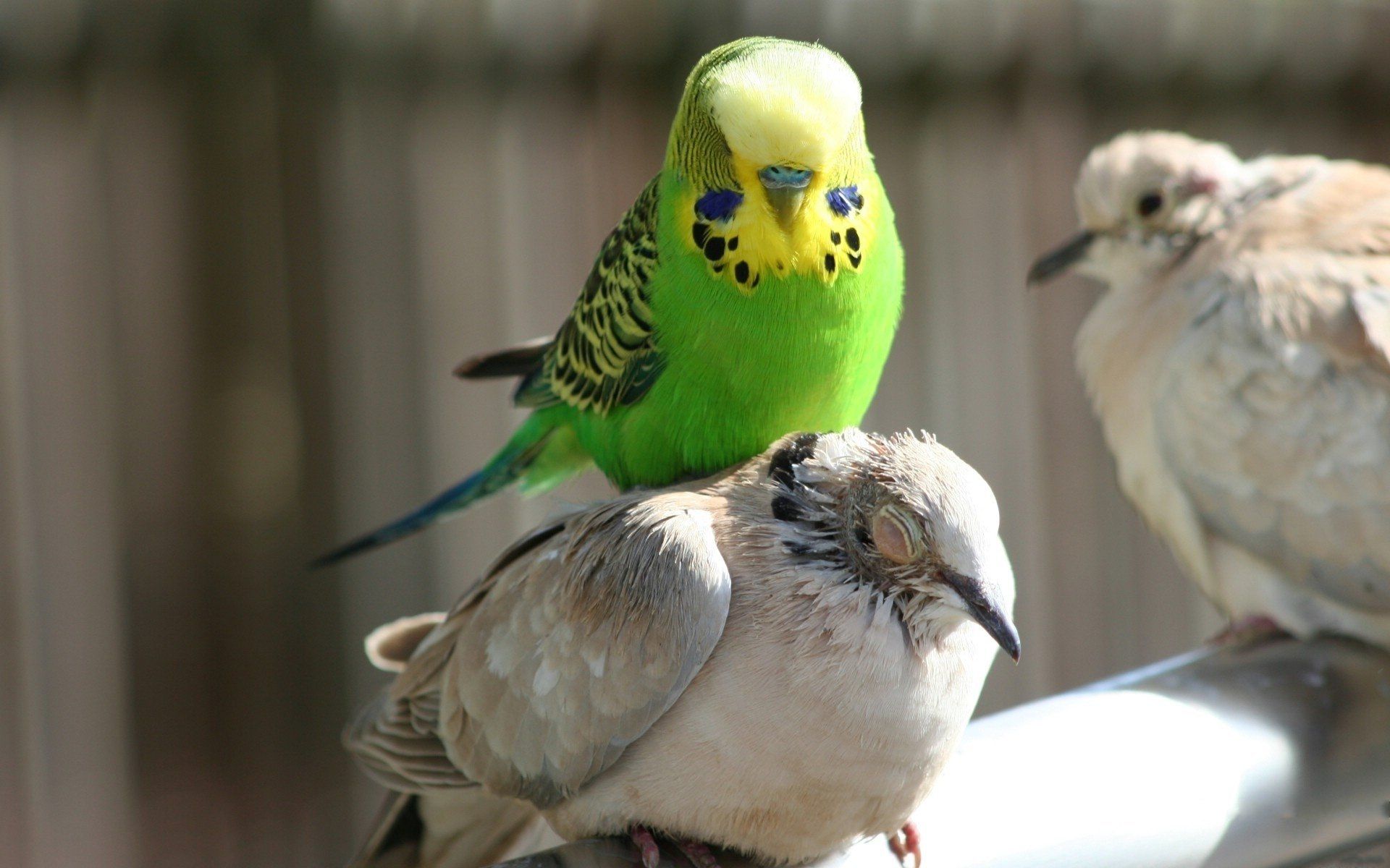 parakeet, Budgie, Parrot, Bird, Tropical, 18 Wallpaper HD / Desktop and Mobile Background