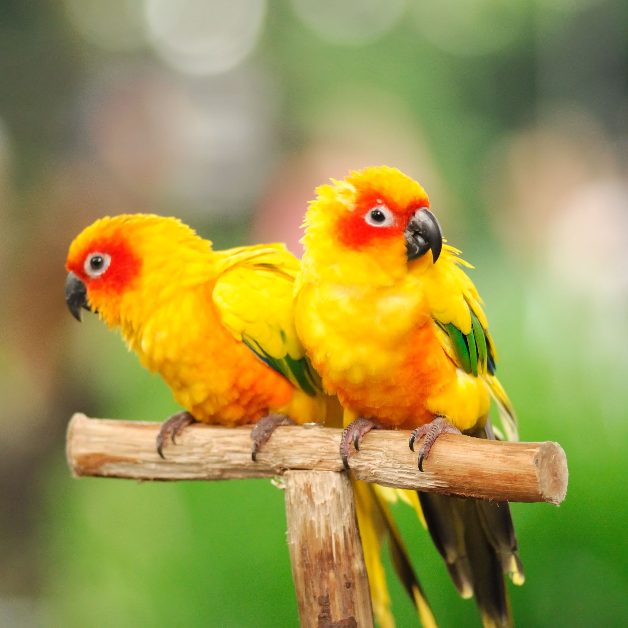 High Quality Wallpaper: Cute Parrot Image For Desktop, Free Download, AJT High Quality