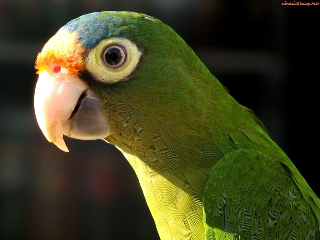 Parrot Wallpaper. Image and animals Parrot picture (710)