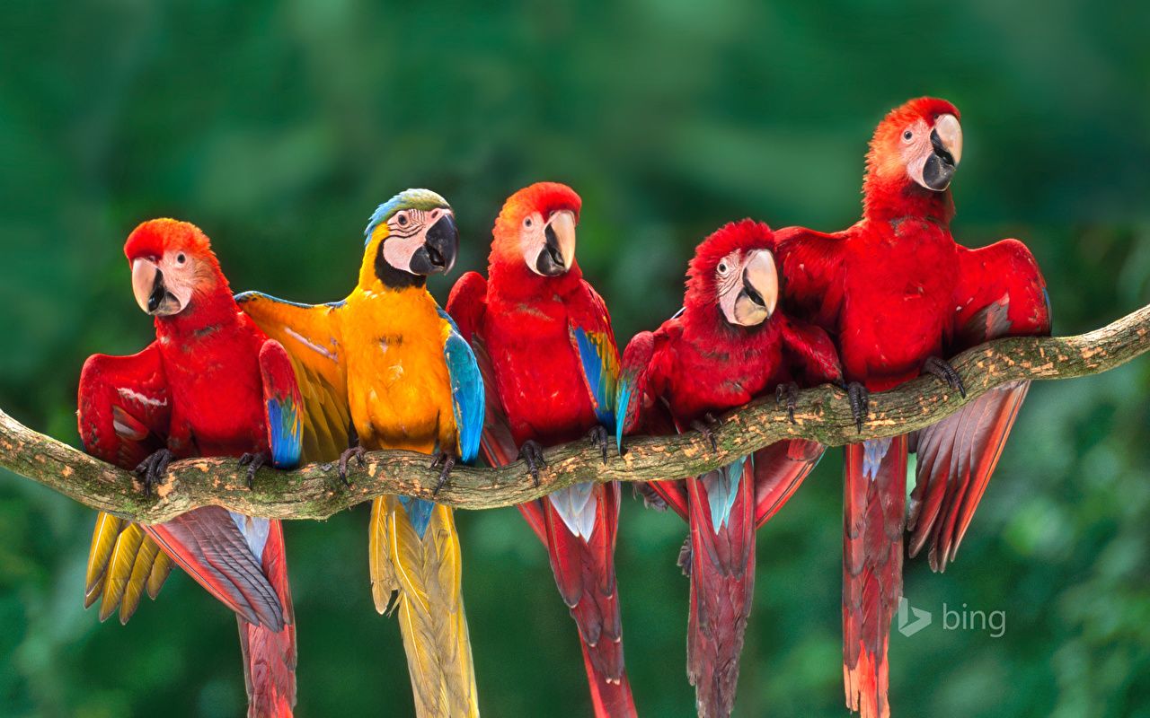 Photos Ara (genus) Birds Parrots Bing Branches animal