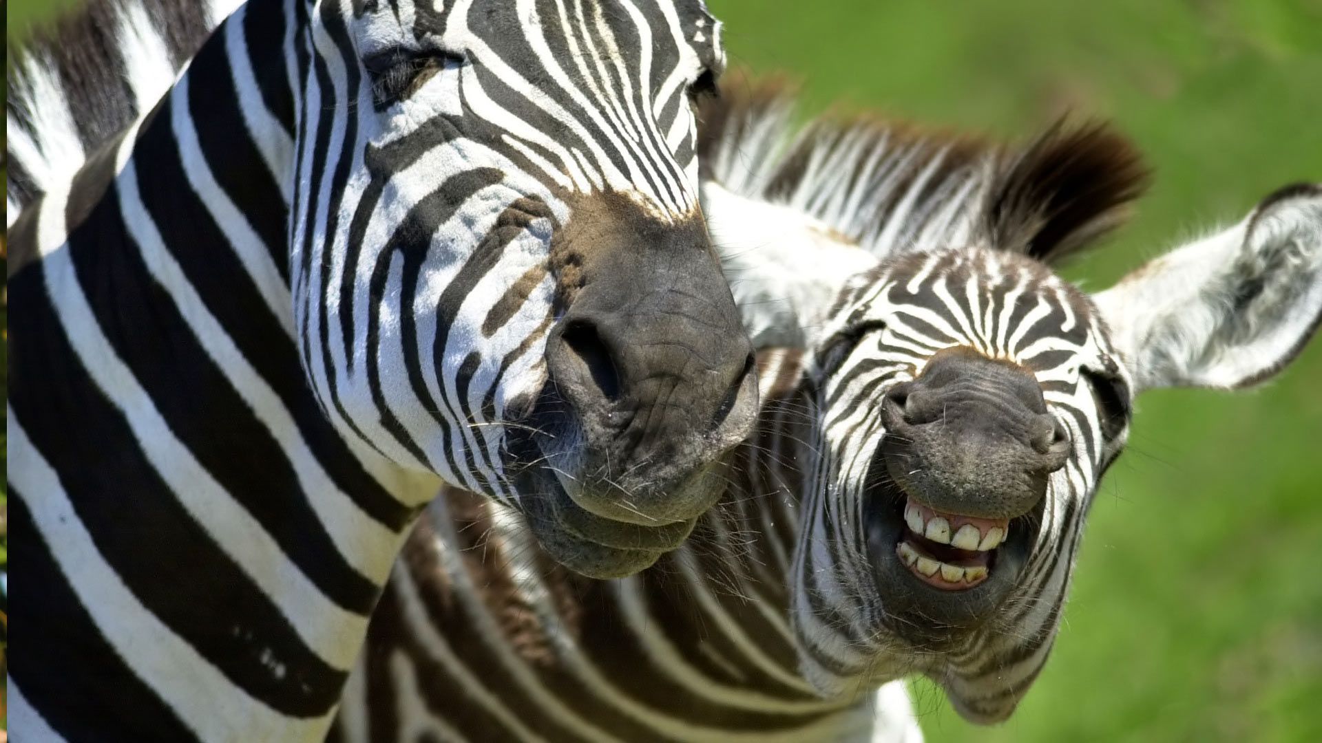 Hd zebra wallpaper How to Make your own #DIY #Samsung #Galaxy S3/ S4/ S5/. Cool picture of animals, Animal wallpaper, Wild animal wallpaper