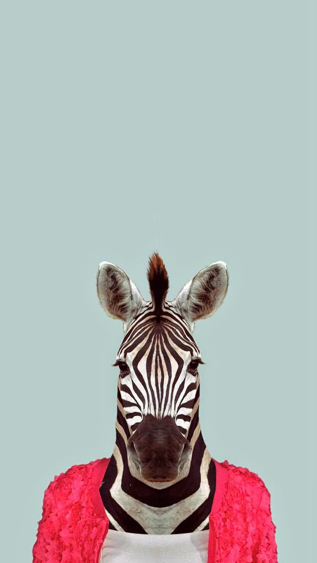 Zebra Funny Animal Portrait IPhone 6 Wallpaper Download. IPhone Wallpaper, IPad Wallpaper One Stop Download. Apple Wallpaper, IPhone Wallpaper, Pet Portraits