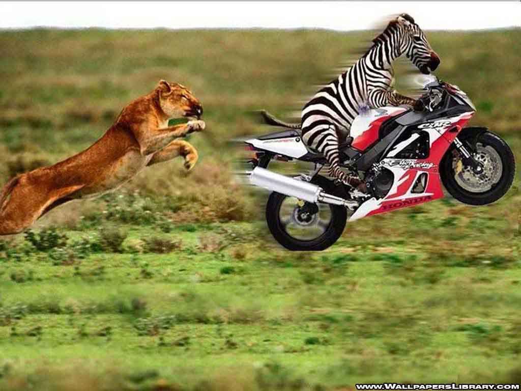 Funny Picture on, you can do it. #jamielovesulots. Funny animals, Funny animal picture, Funny wallpaper